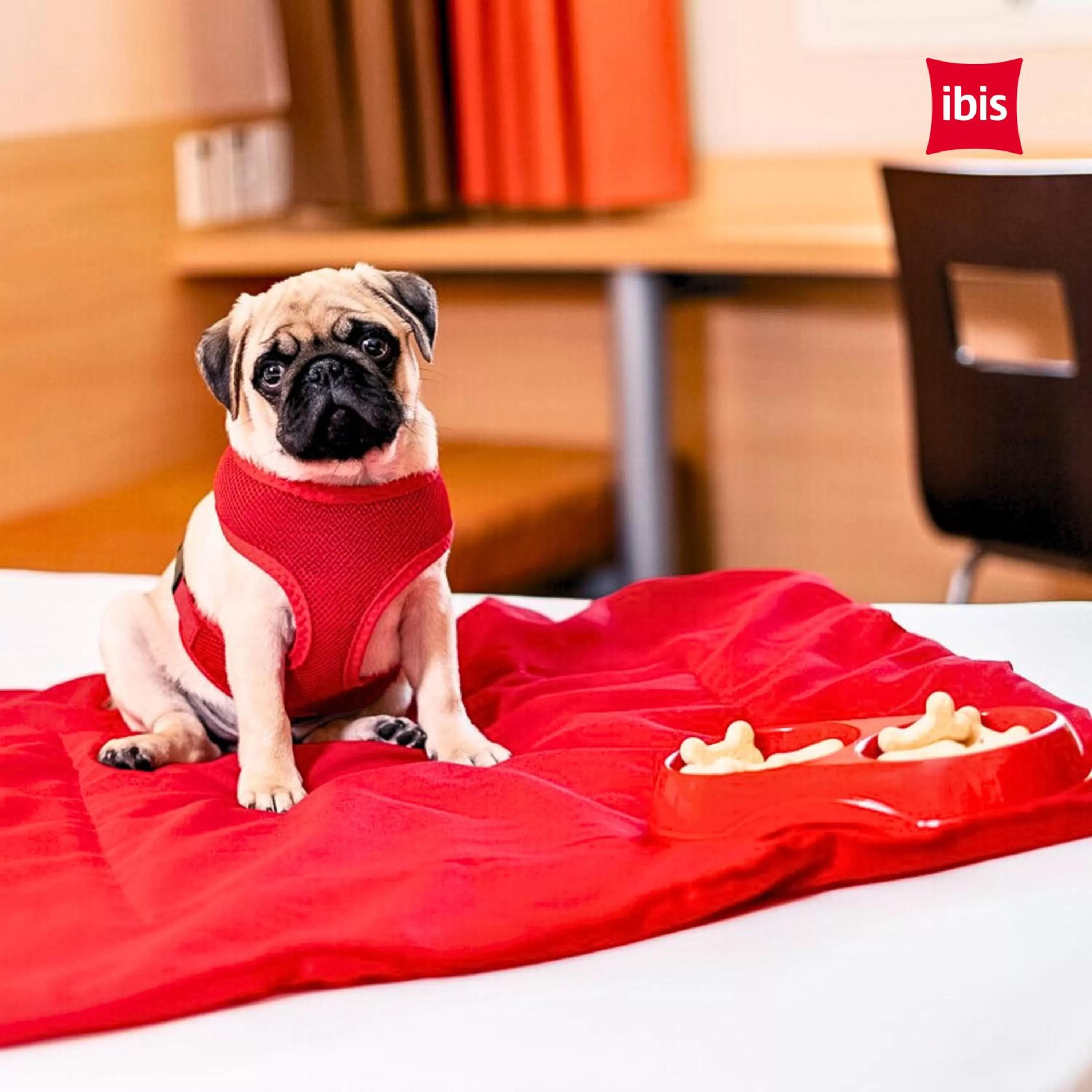 Pets, Bed in ibis Santos Gonzaga Praia