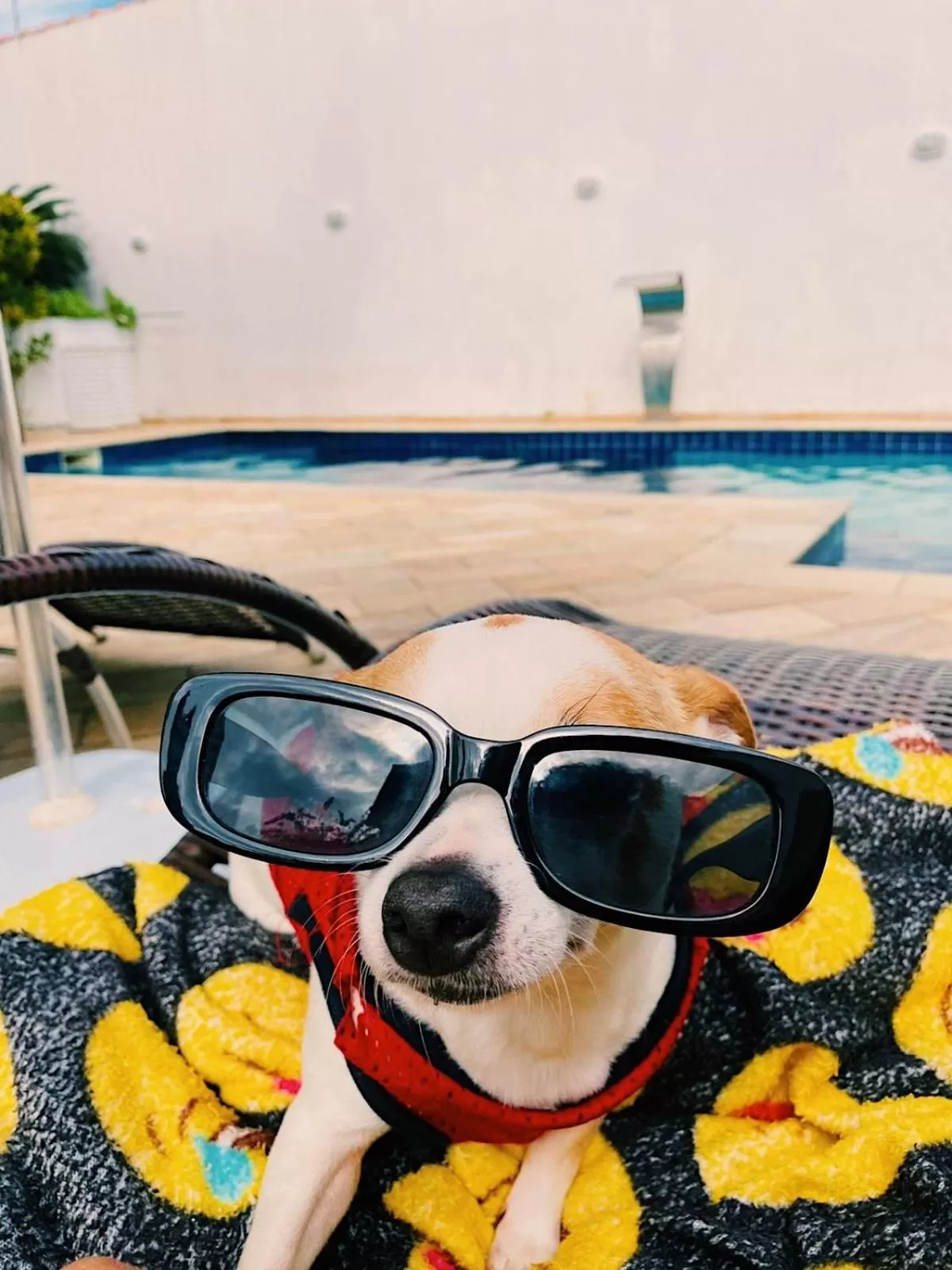 Pets in Hostel e Pousada Bahia Beach