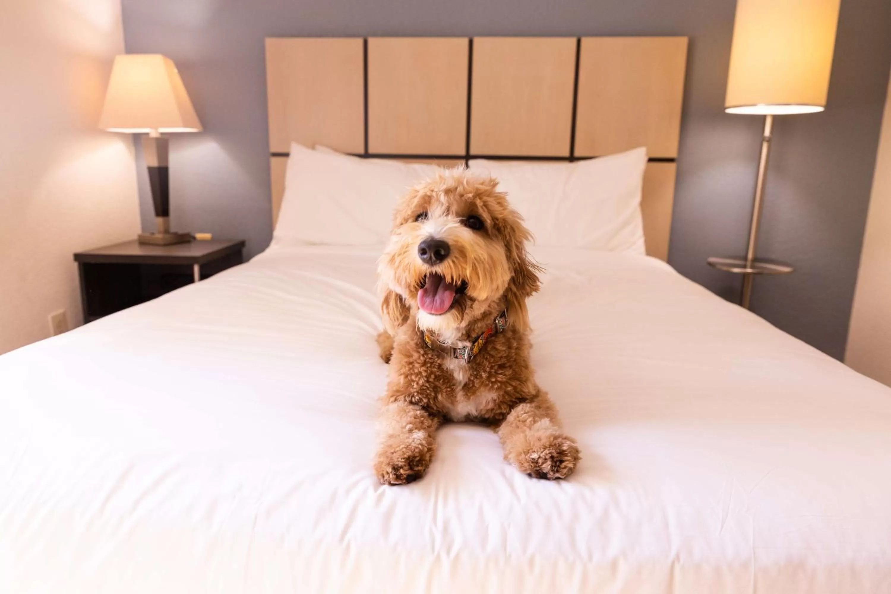 Pets, Bed in Sonesta Simply Suites Atlanta Gwinnett Place