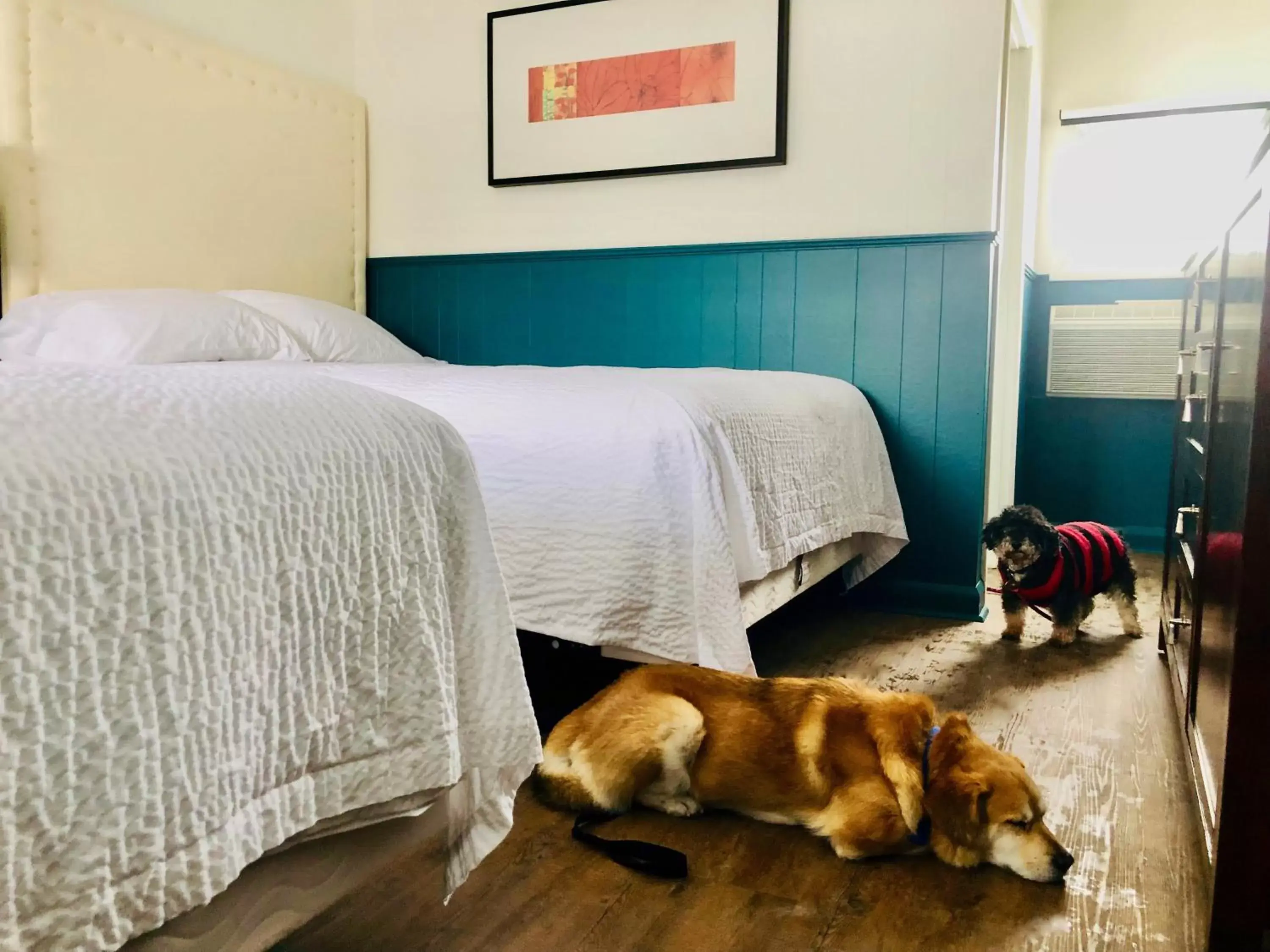 Queen Room with Two Queen Beds - Pet Friendly in The Voy Queen Room with Two Queen Beds - Pet Friendly in The Voy