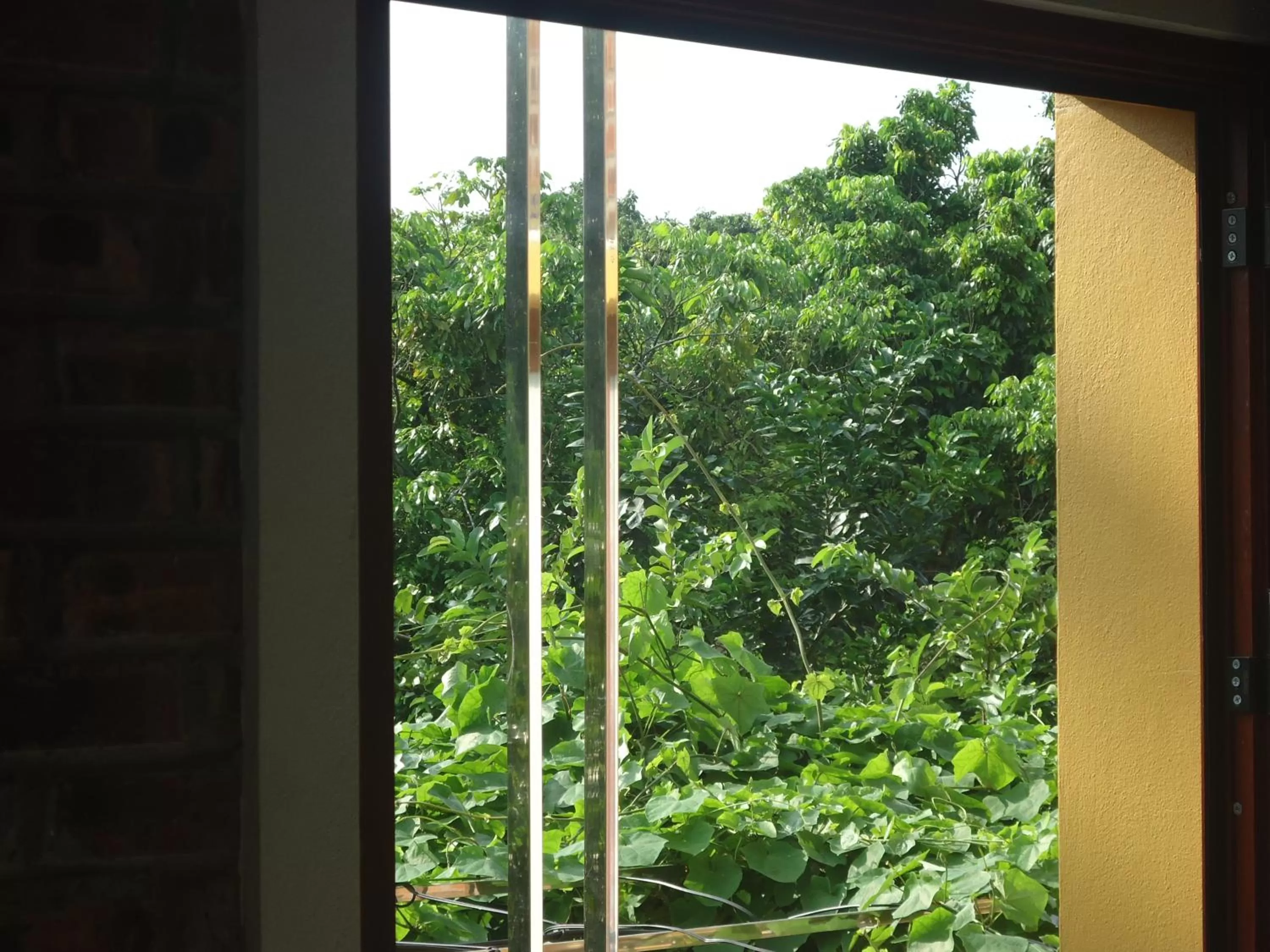 Garden view in Green Space Homestay