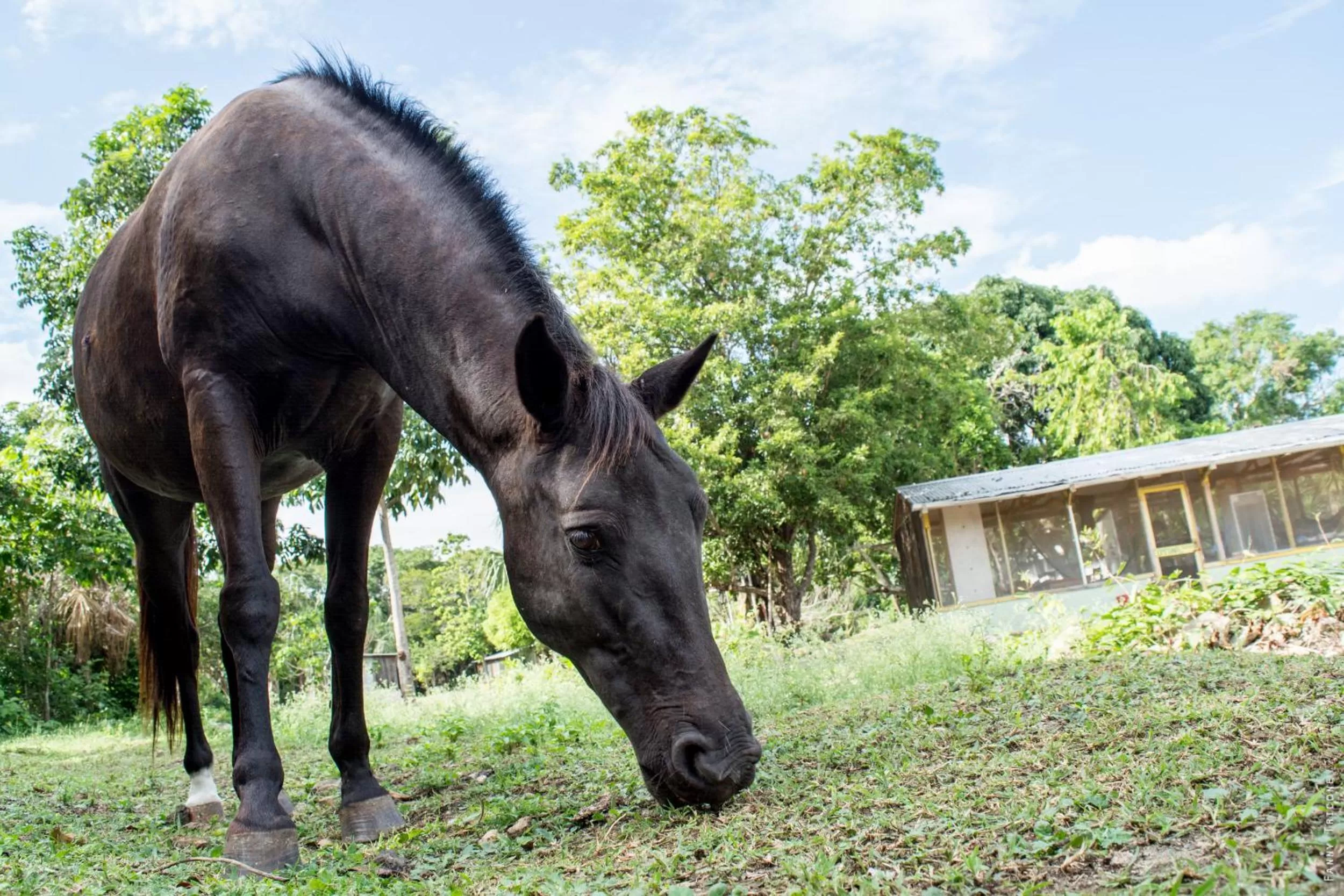 Patio, Other Animals in Horse Cottage