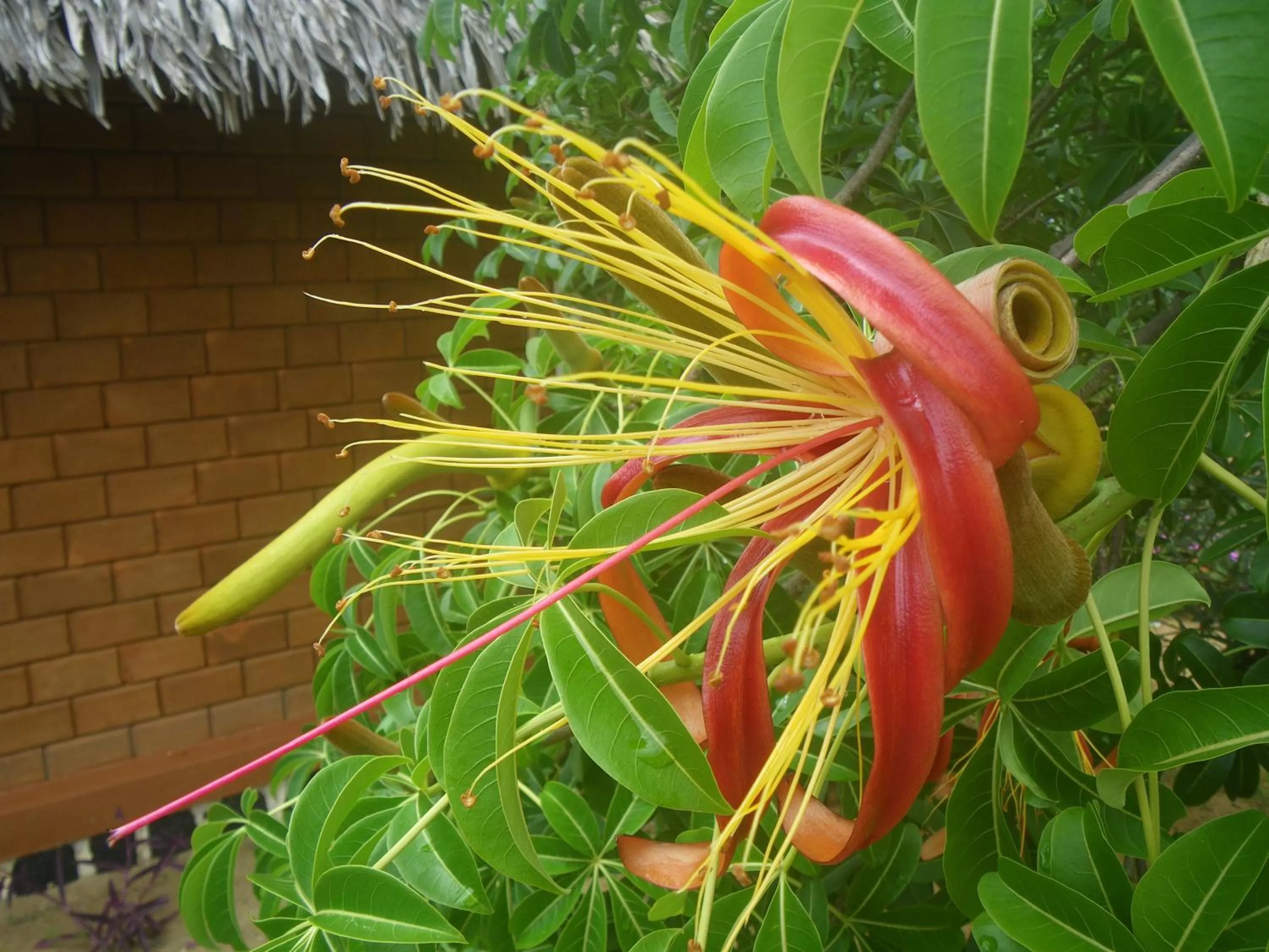 Garden, Other Animals in Hotel Lakana Ramena
