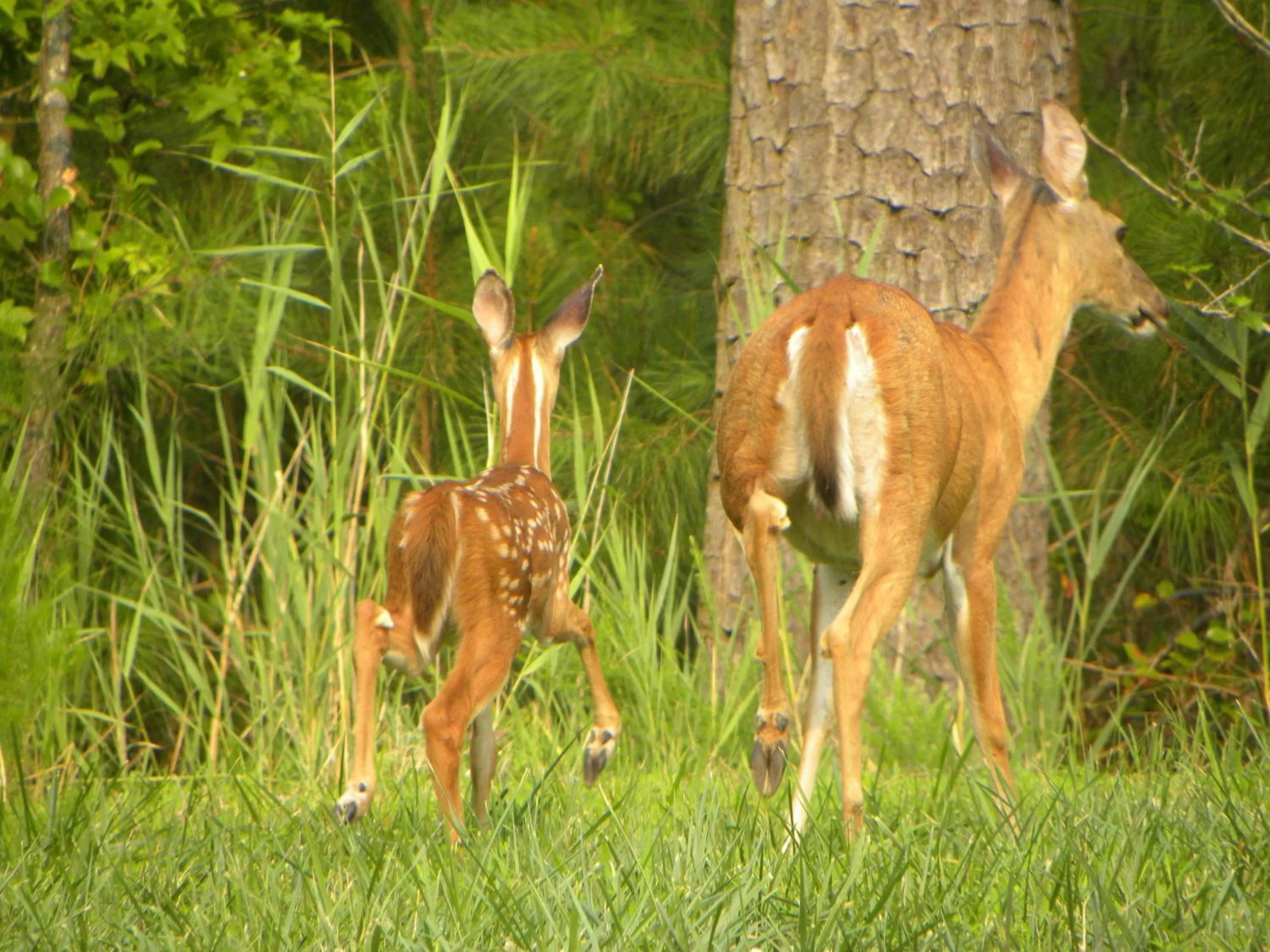 Animals in Chincoteague Inn