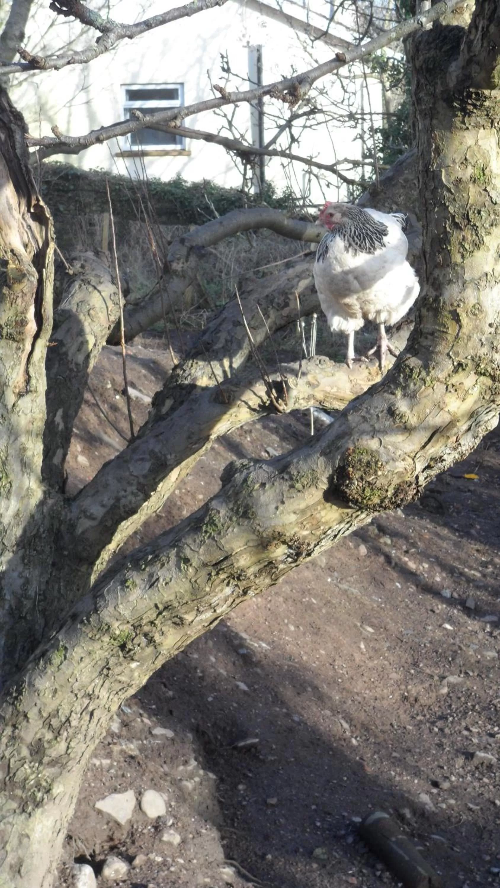 Pets in Gabriel House Guesthouse