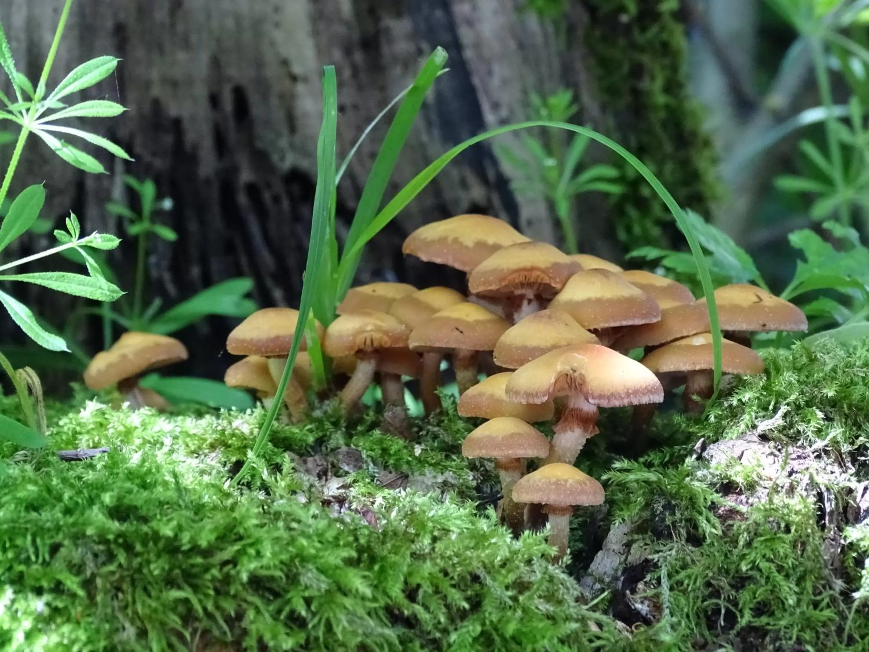 Natural landscape in Der Florenberg - Gipfel für Genießer