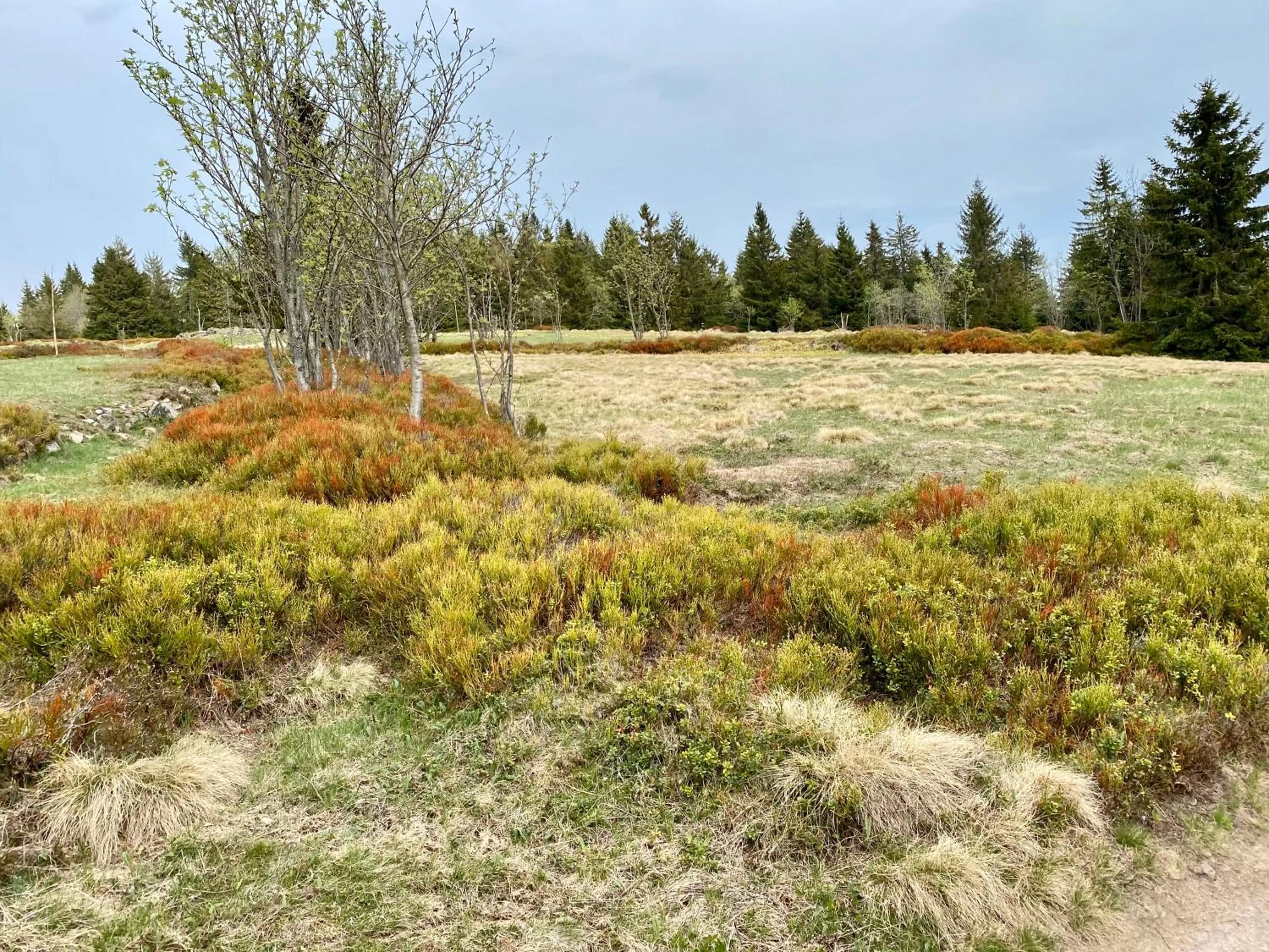 Natural landscape in Vila Jáchymov