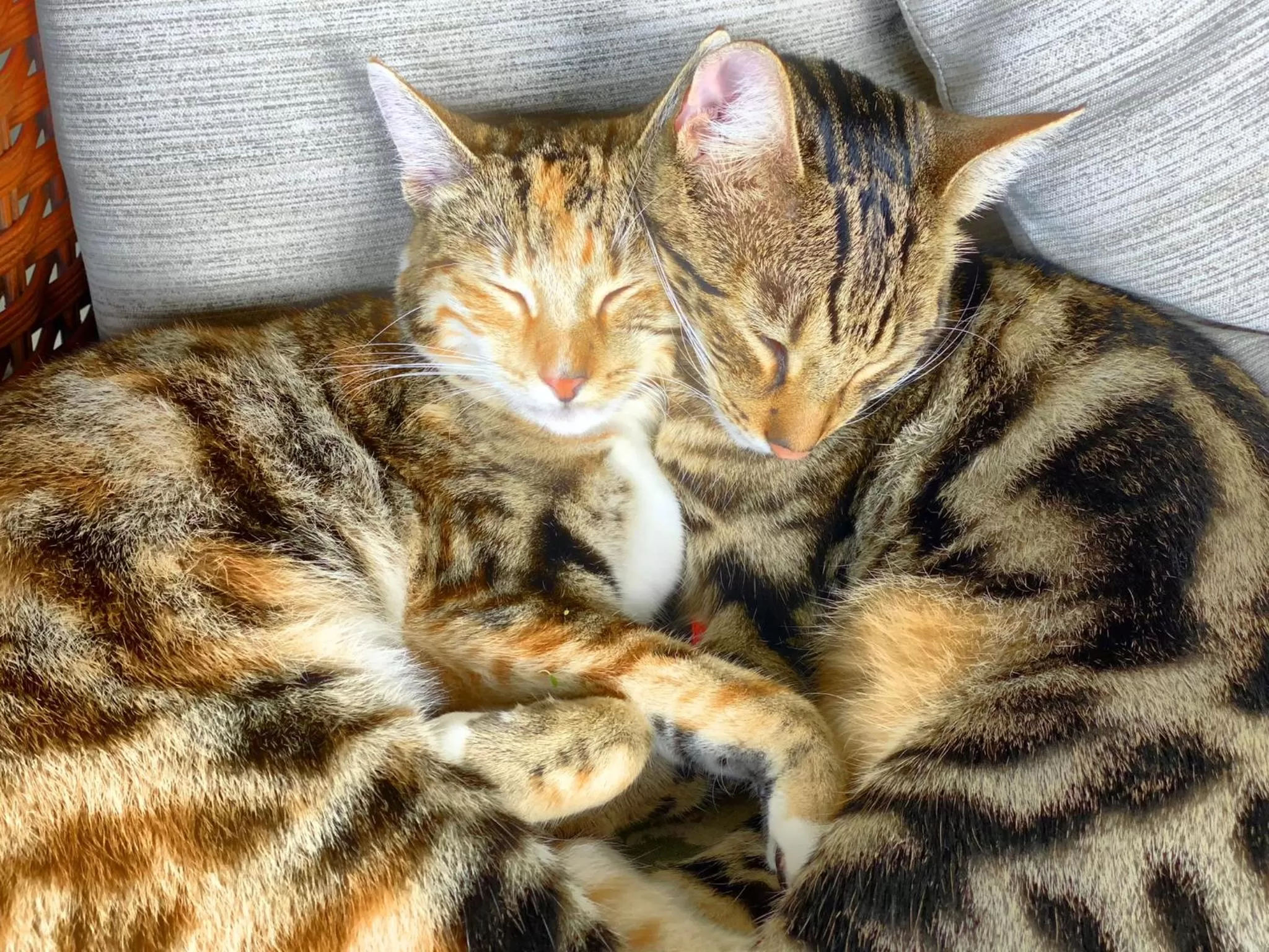 Pets in Kona Bayview Inn