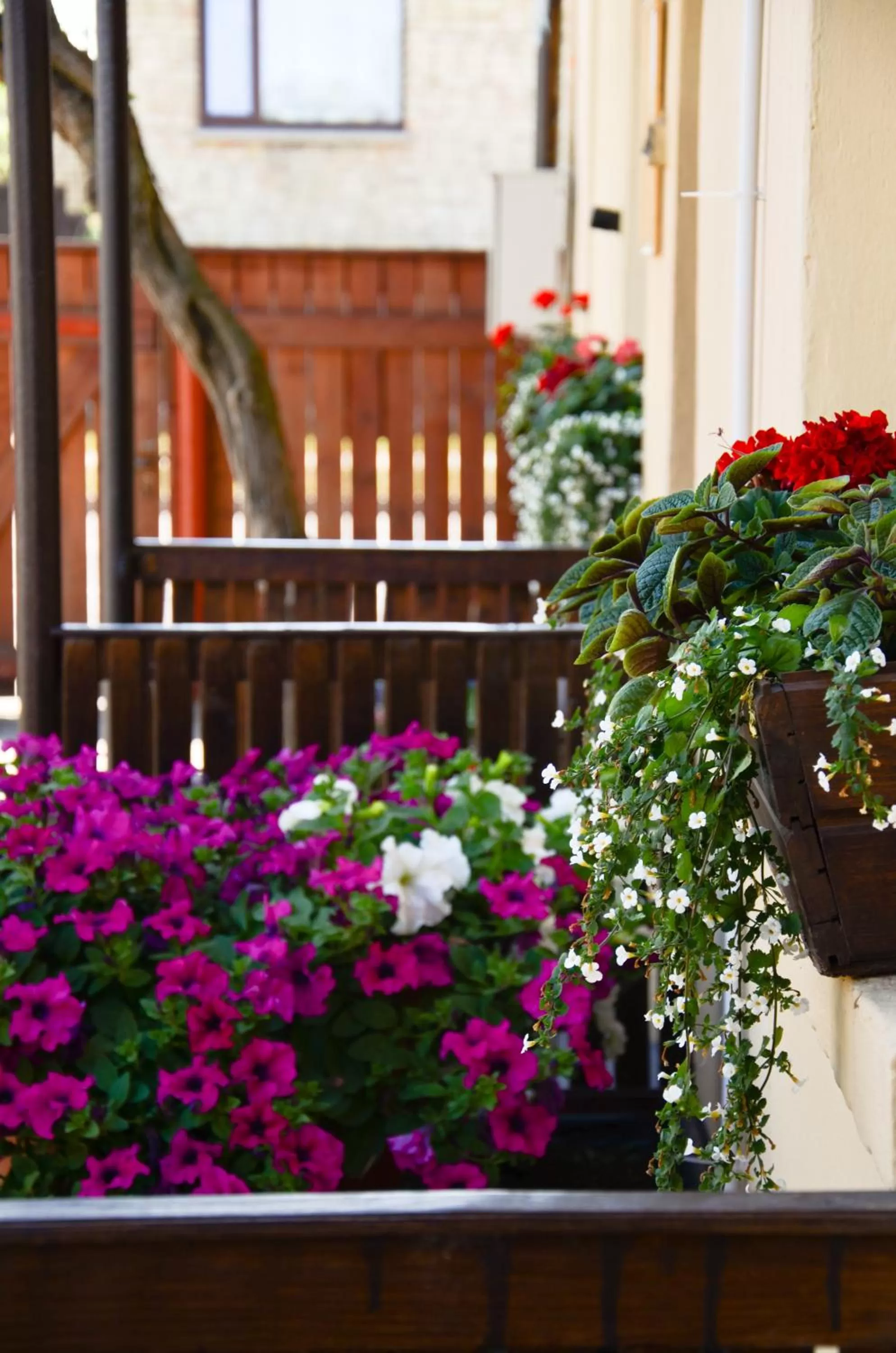 Garden, Balcony/Terrace in Veldzes Nams