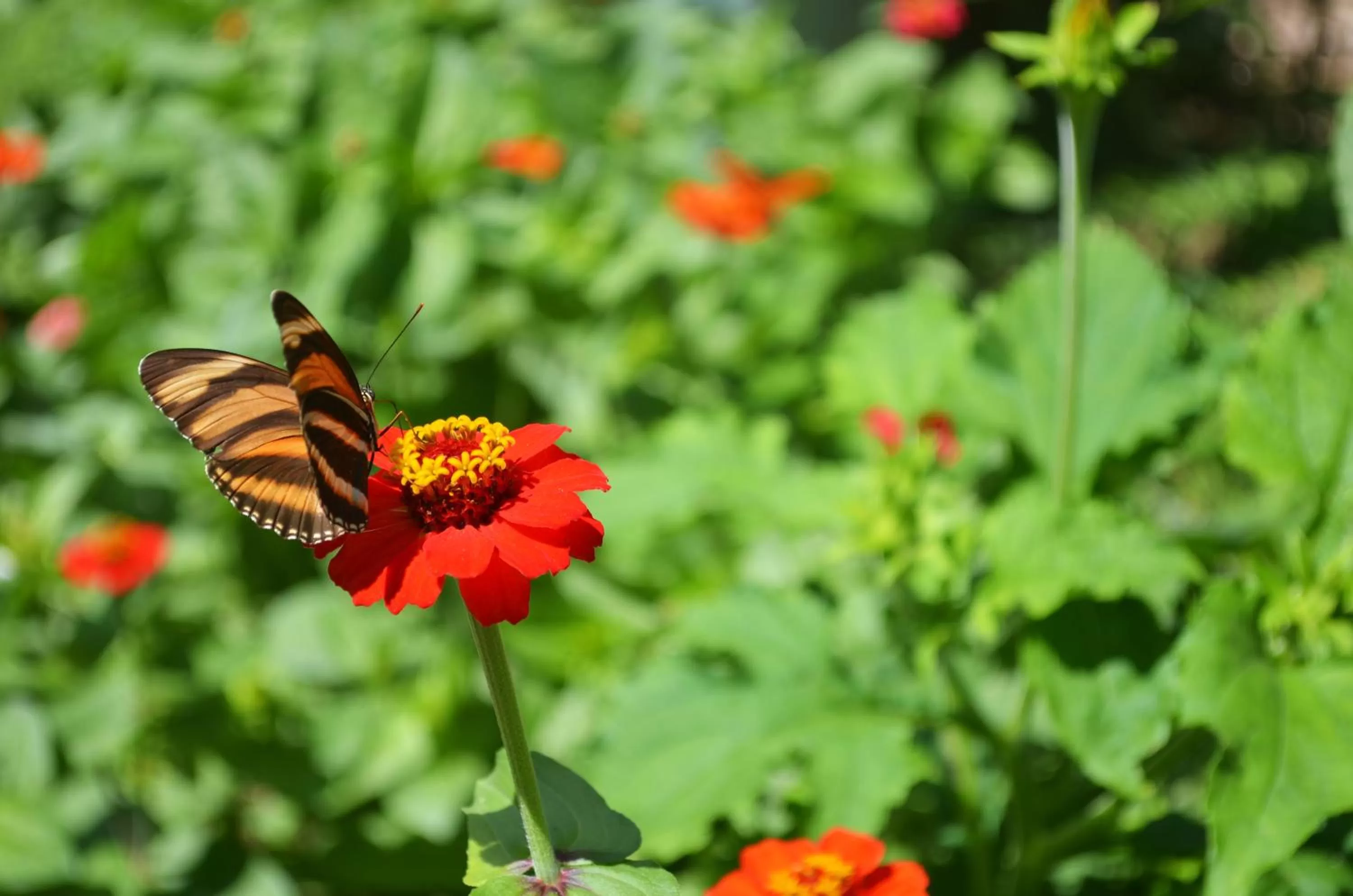 Facade/entrance, Garden in Eco Lodge La Juanita