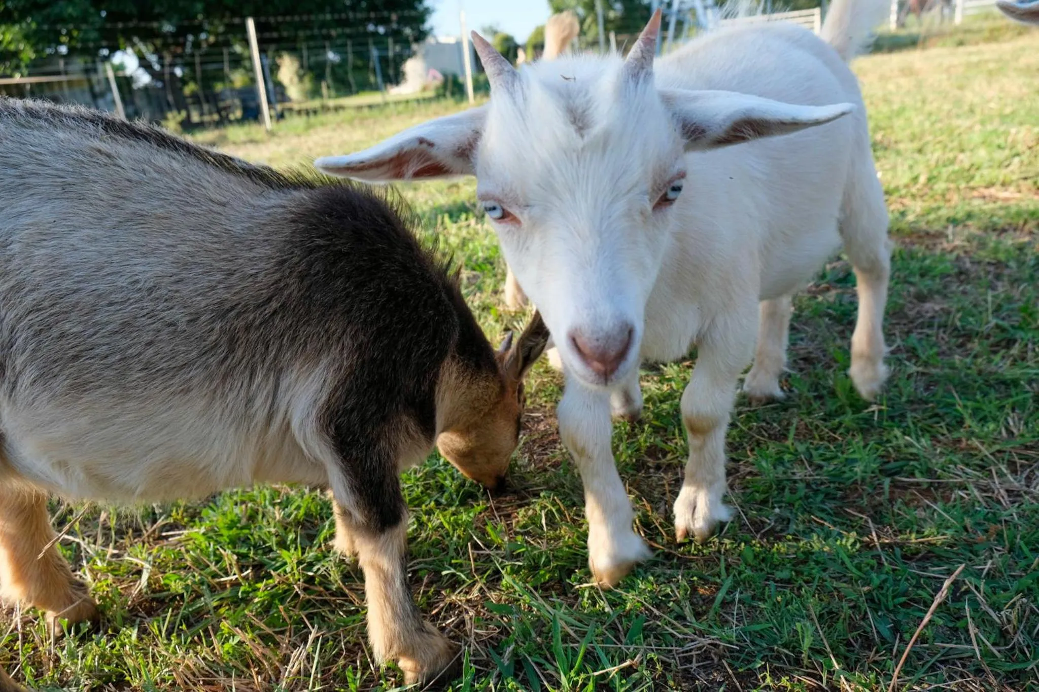 Animals in Owl Head Lodge