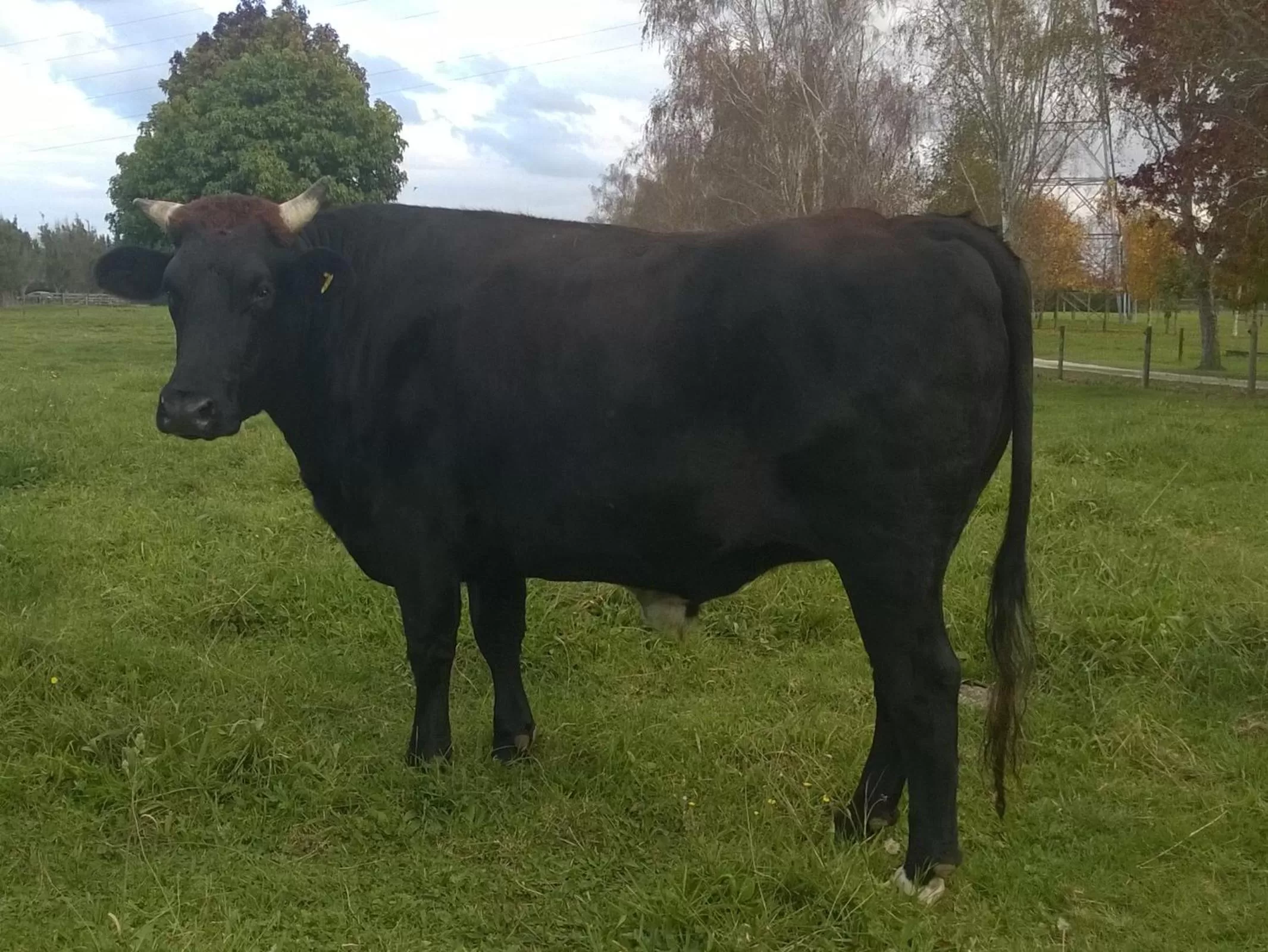 Pets in Korbaylen Estate