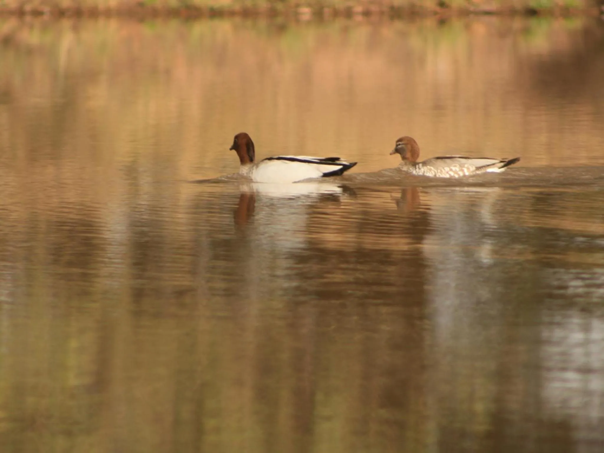 Lake view in Gisborne Peak Winery Short Term Stays