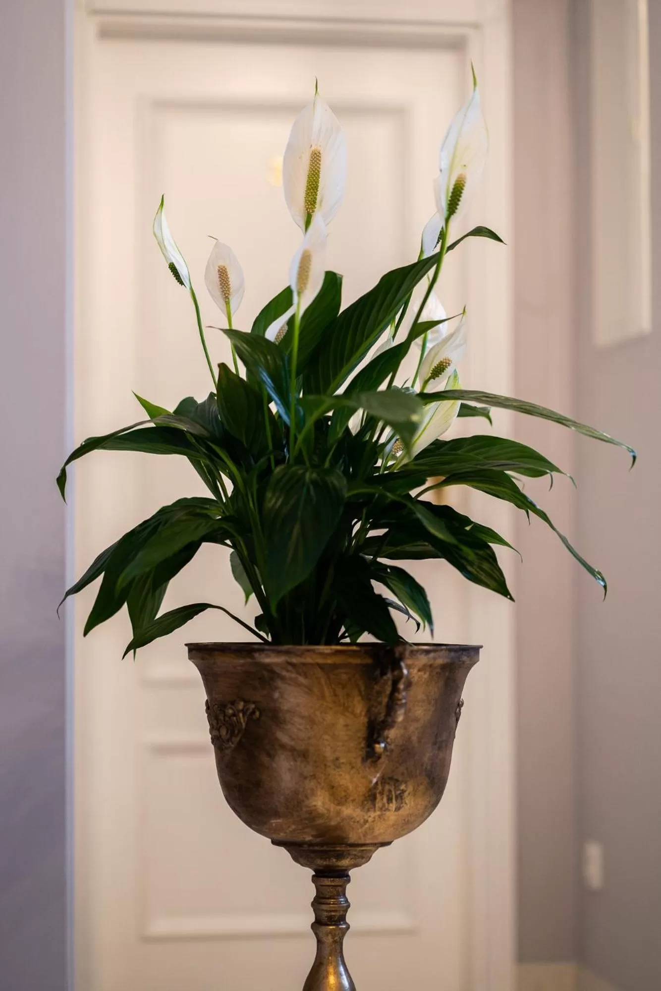 Property building in Willa Krakowska