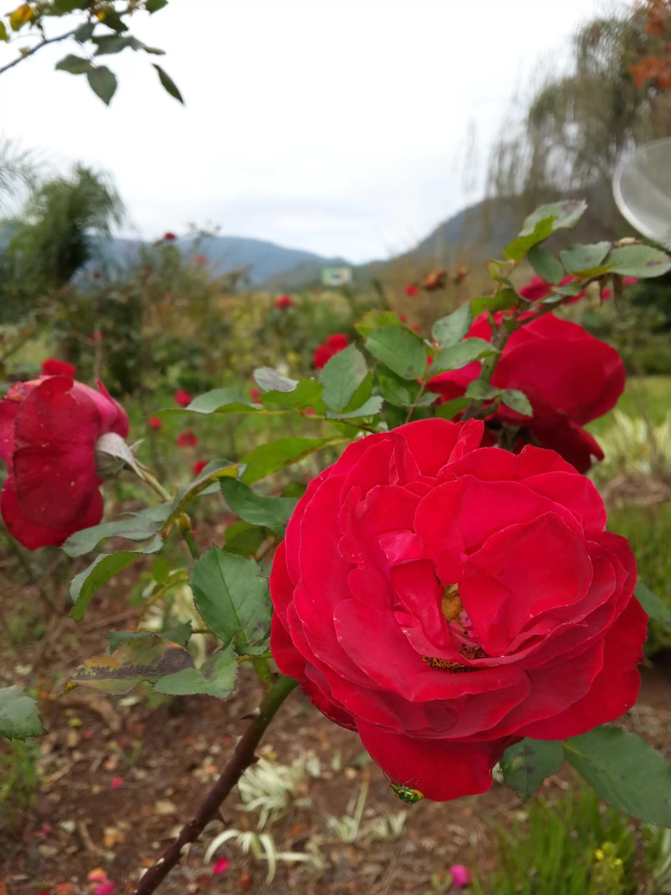 Day in Bina's Haus Pousada, Cafeteria e Atelier