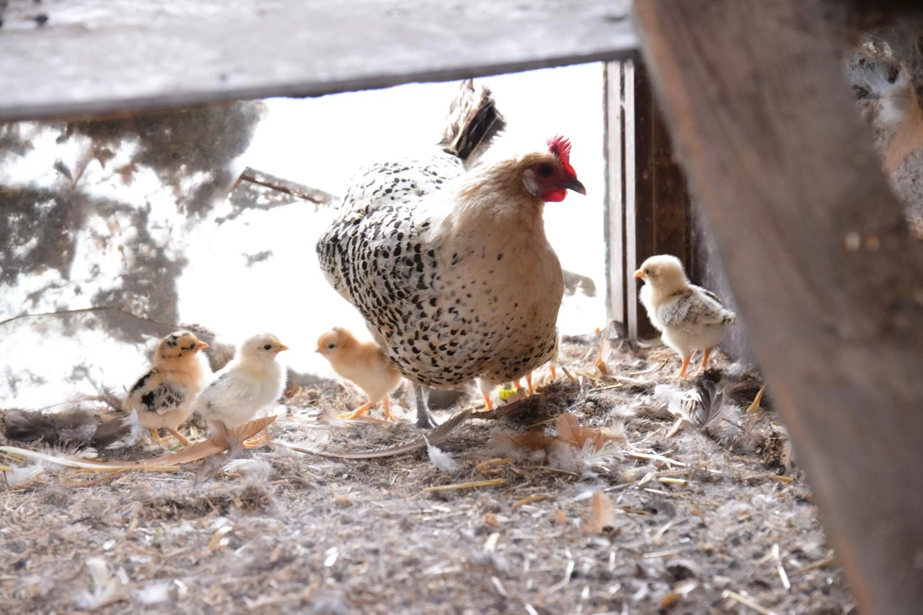 Animals in Guest House Aan de Hollandse IJssel