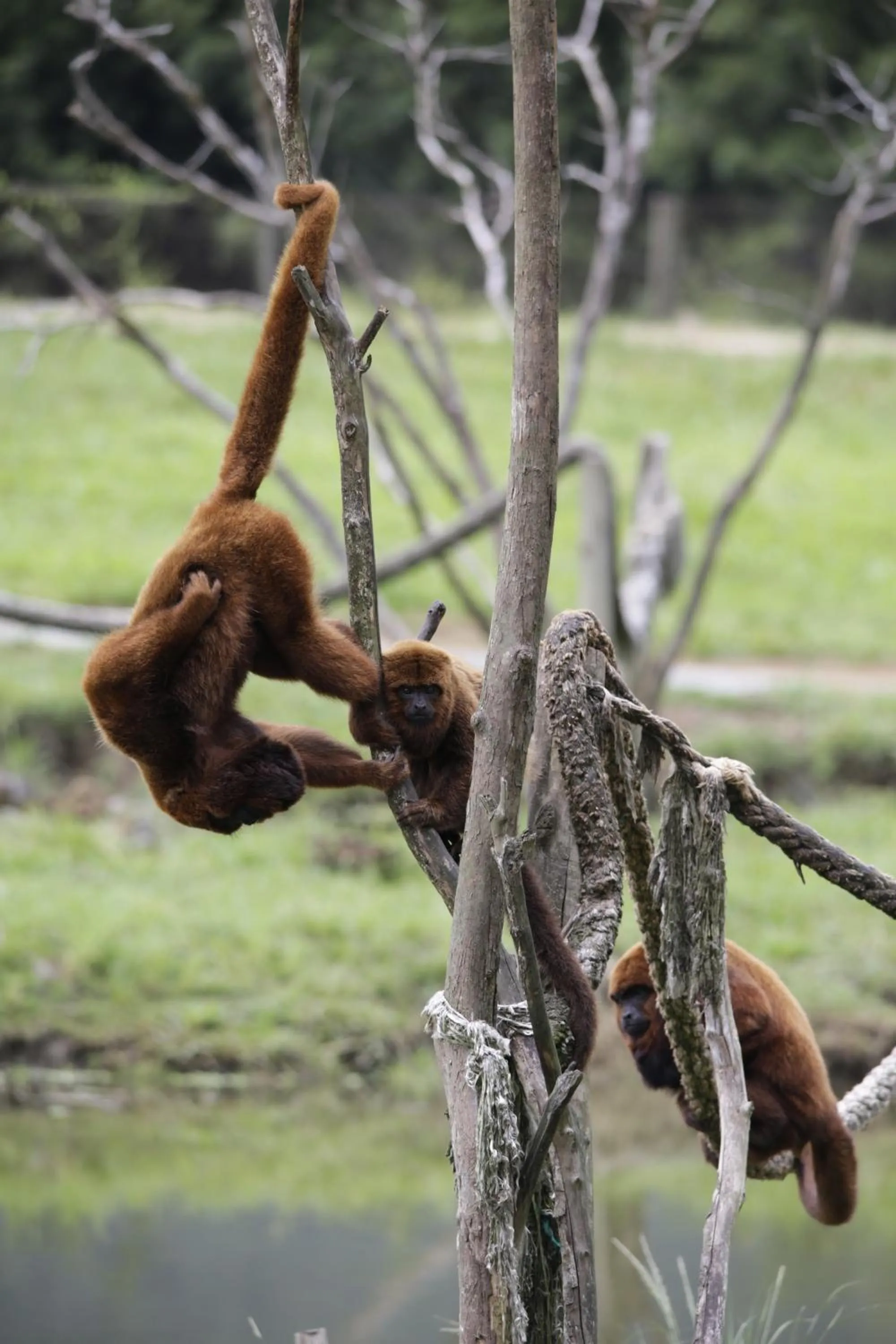 Animals in Hotel Portobello Resort & Safari