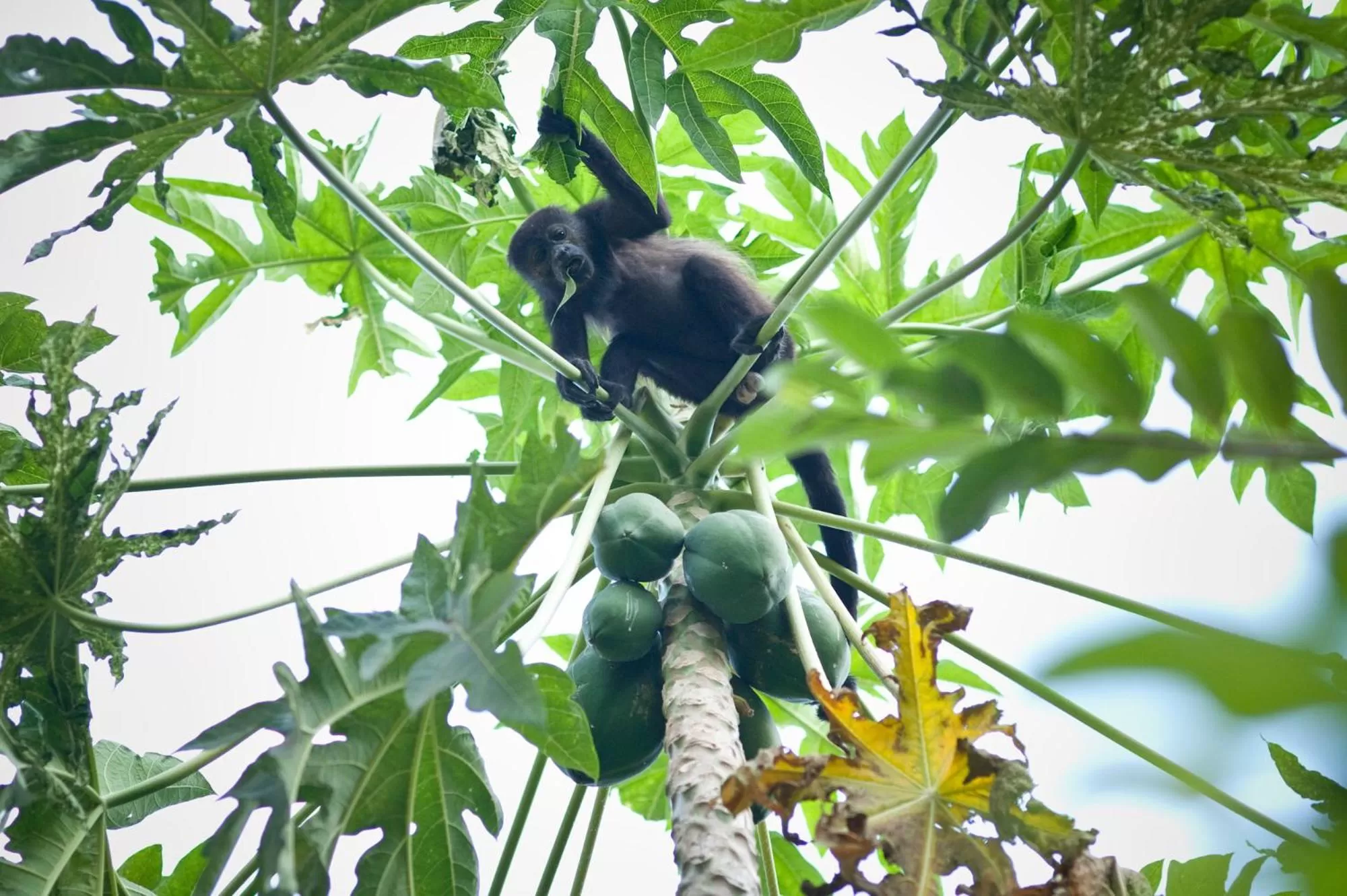 Other in Capitán Suizo Beachfront Boutique Hotel