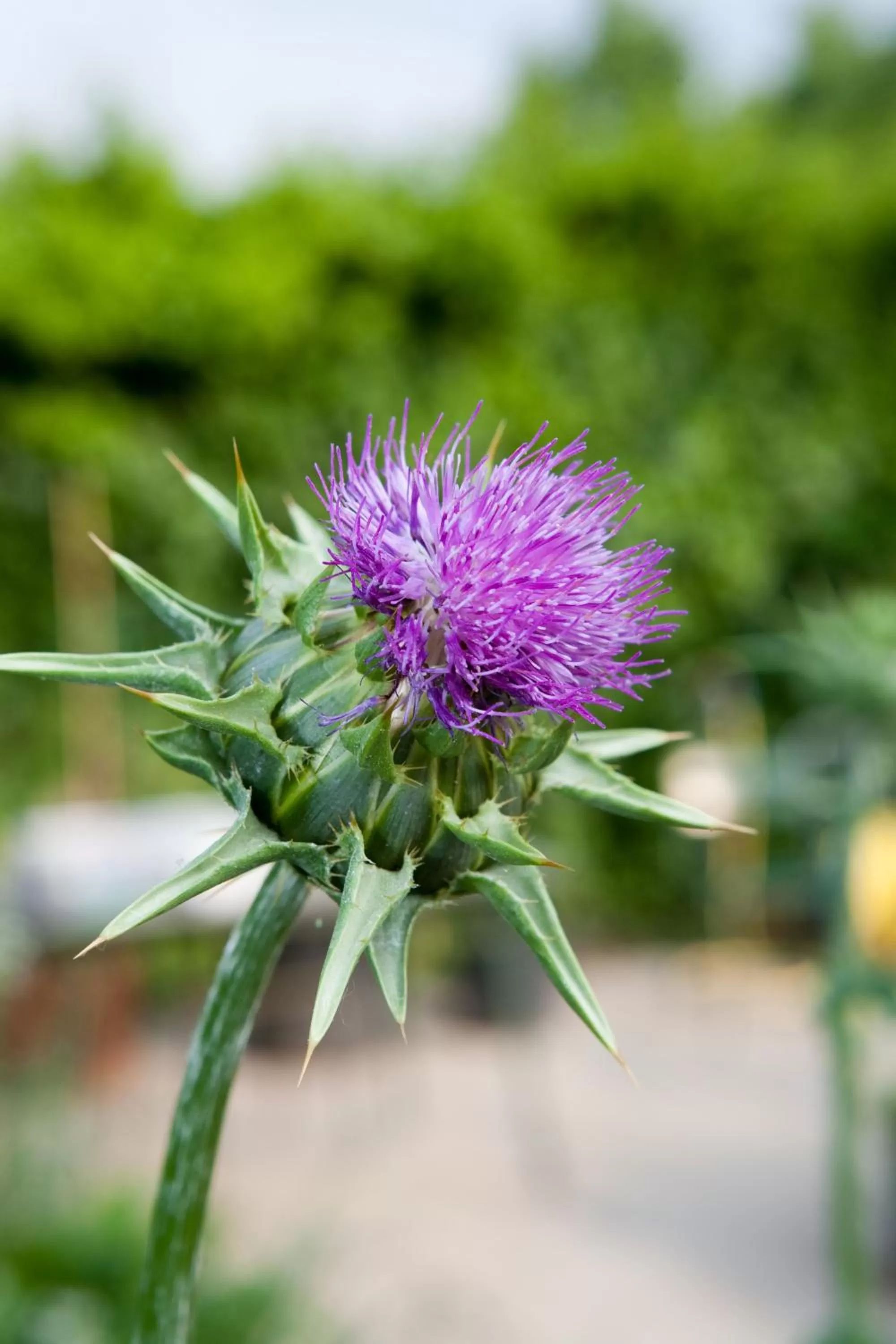 B&B Camignone Franciacorta