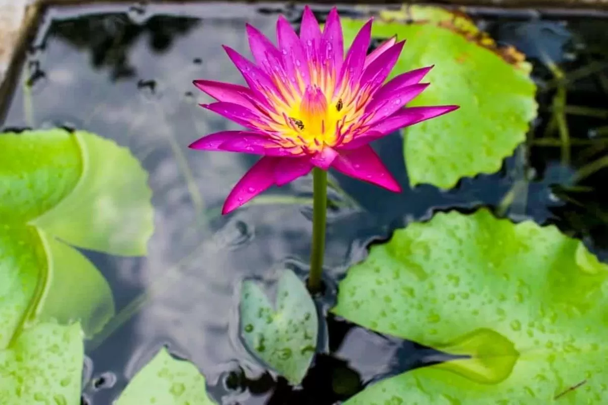 Food in Green Cottage