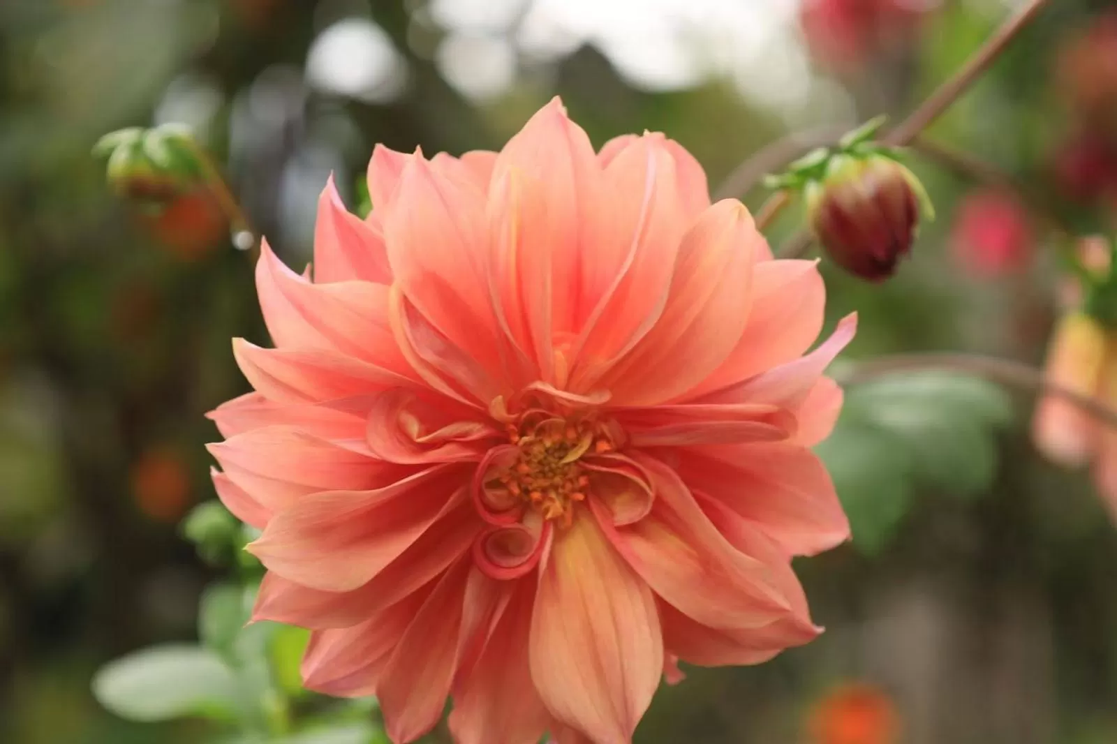 Natural landscape in Finca Umnisa - Choachi