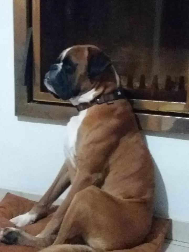 Pets in Secret d'une Nuit a vicq prės de valenciennes,onnaing,saint saulve avec piscine , jaccuzi