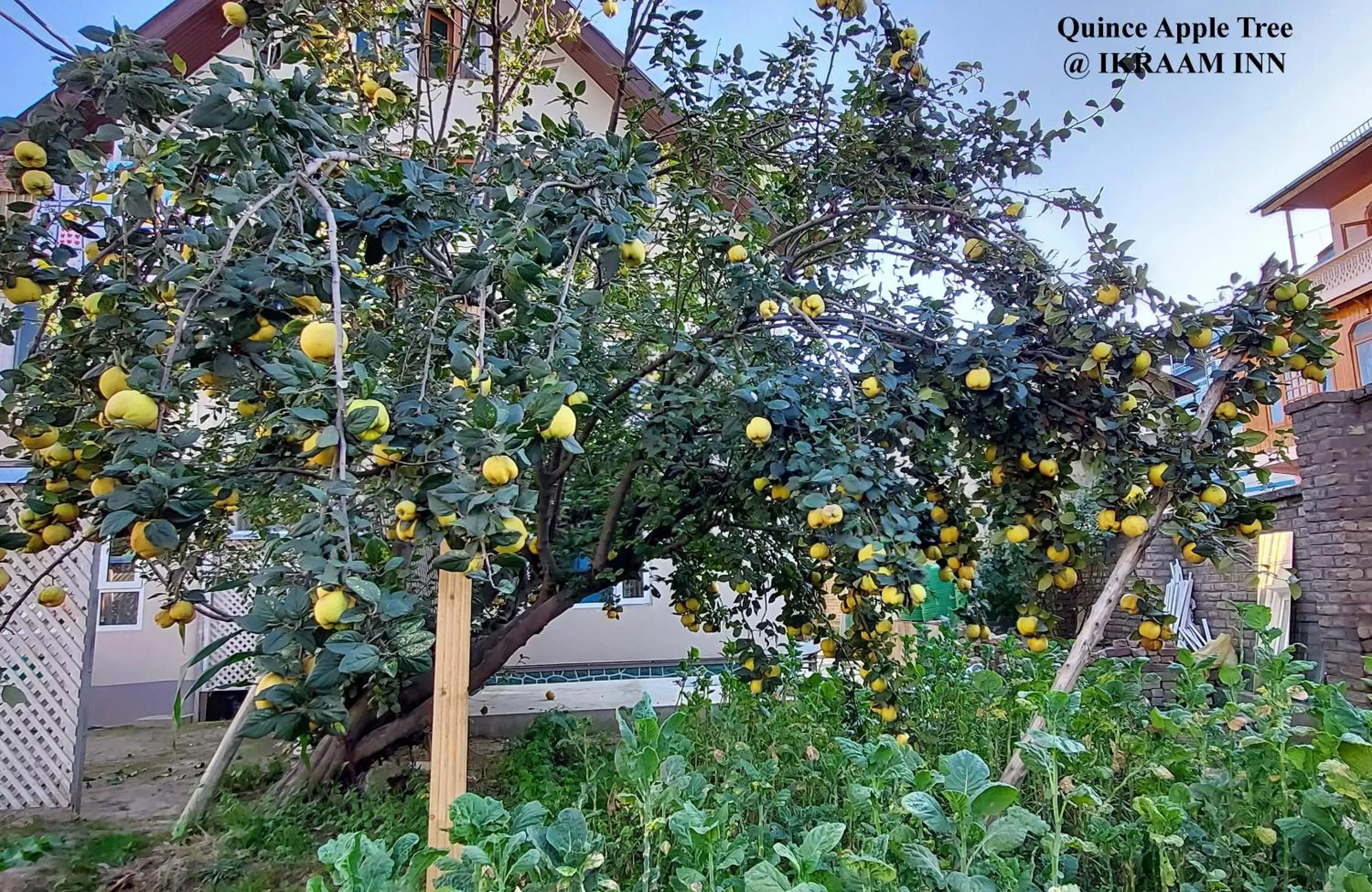 Garden in Ikraam Inn Bed & Breakfast