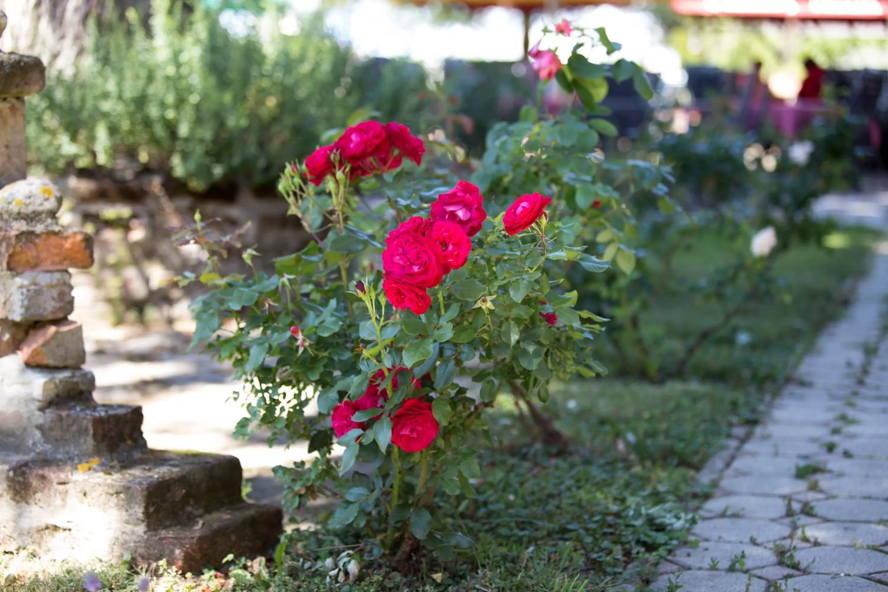 Garden in Hotel Zéta