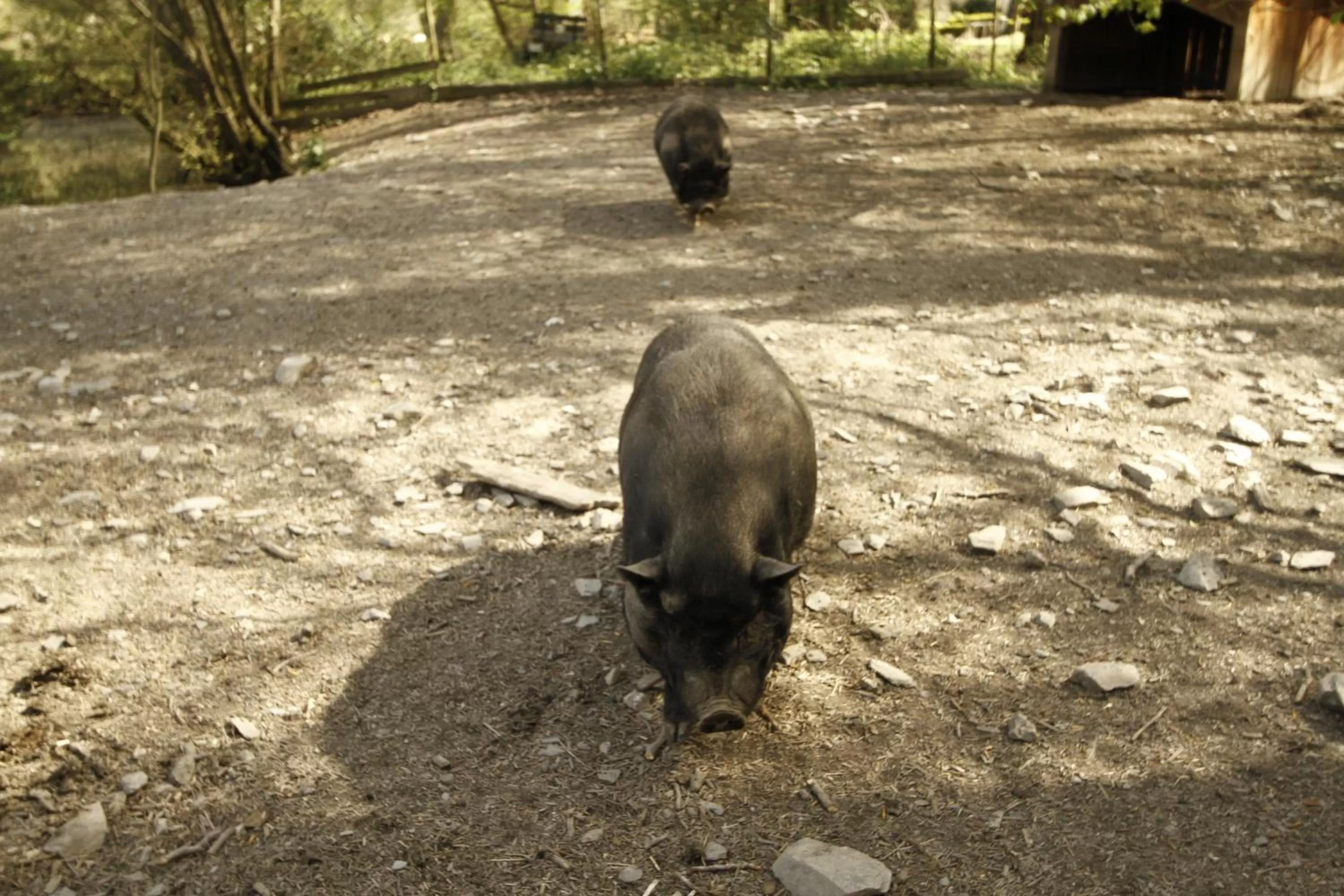 Animals in Hotel und Weingut Karlsmühle