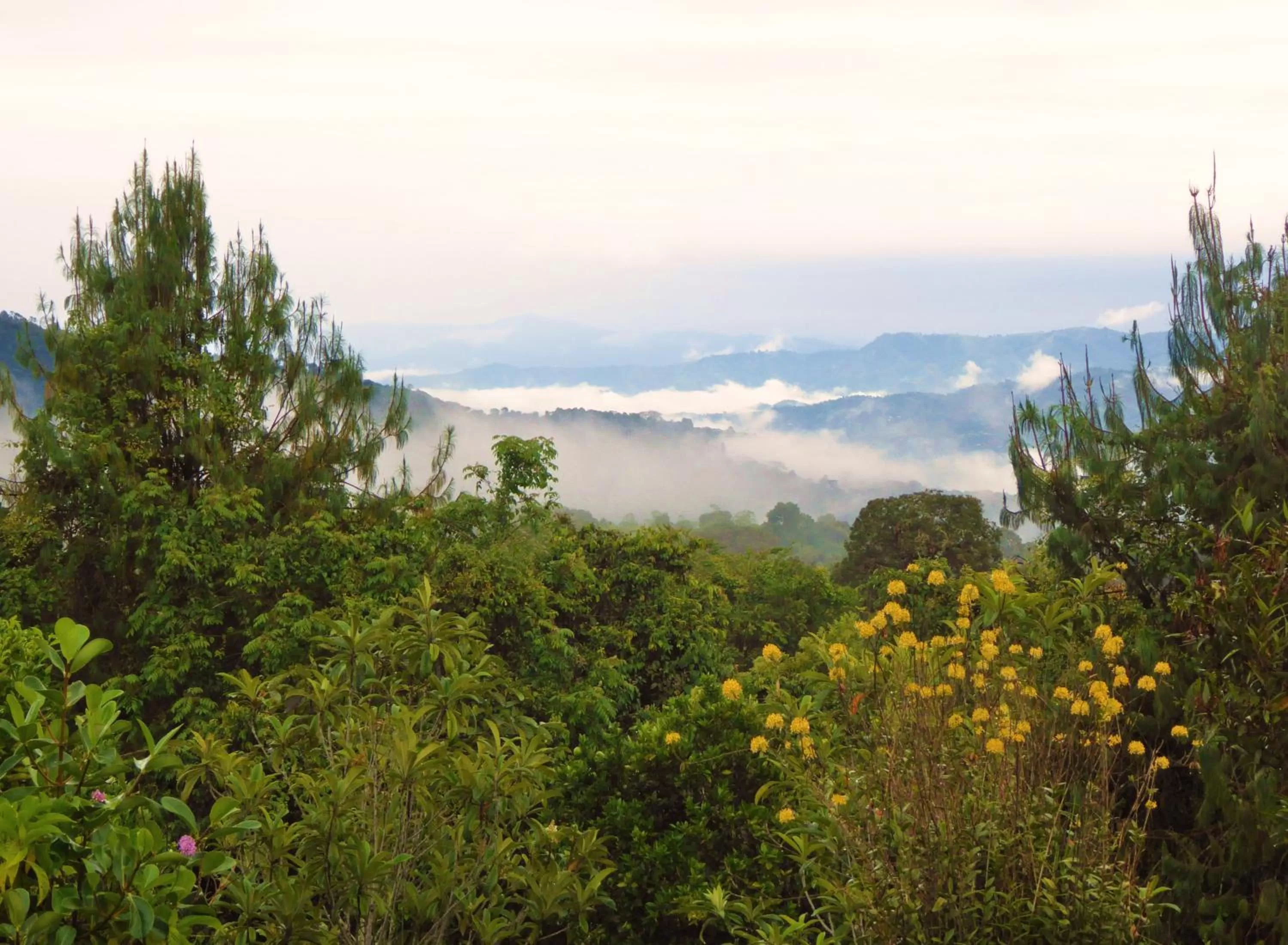 View (from property/room) in Finca El Cielo