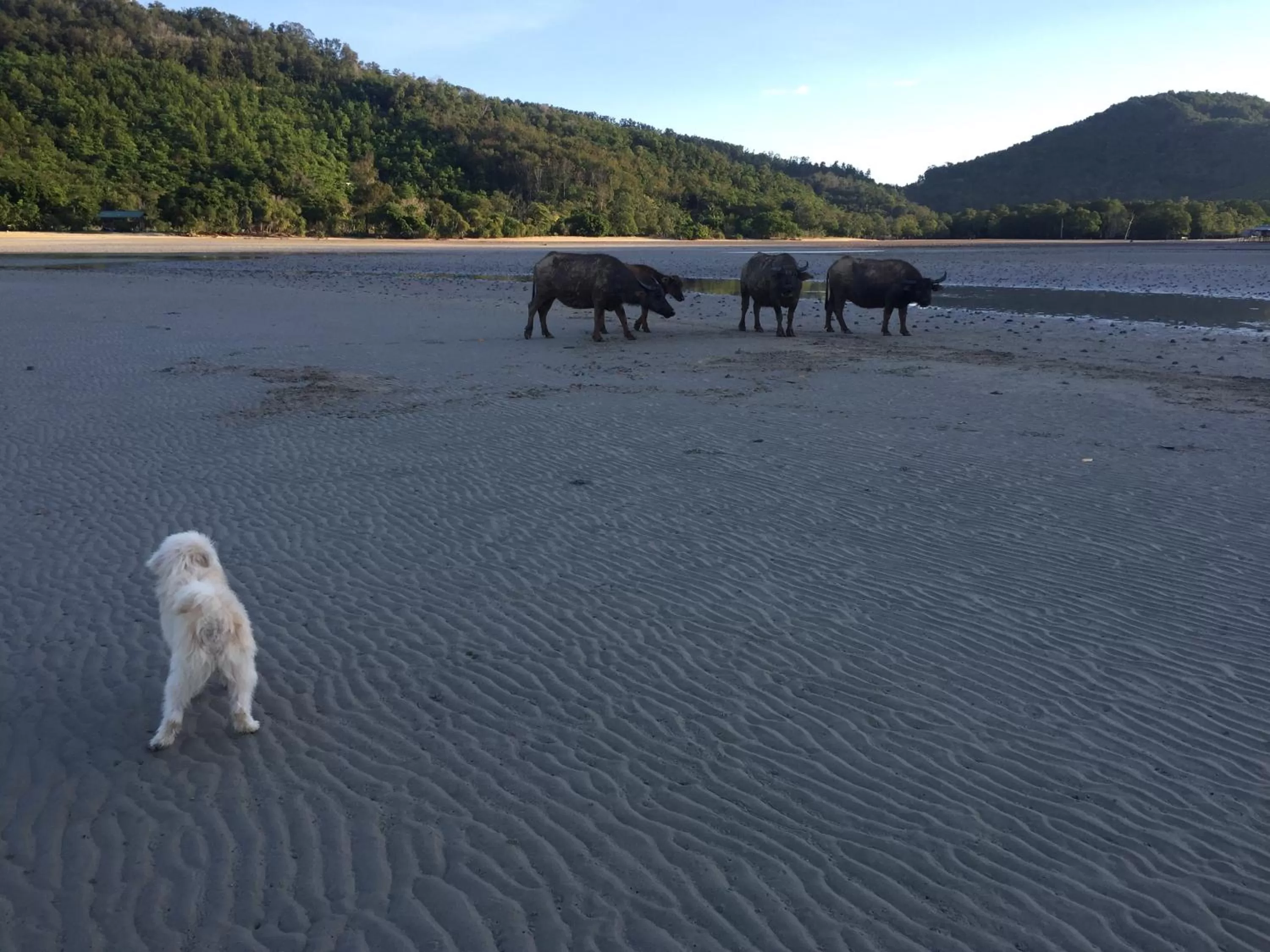 Other Animals in Dragon Pearl Beach Resort