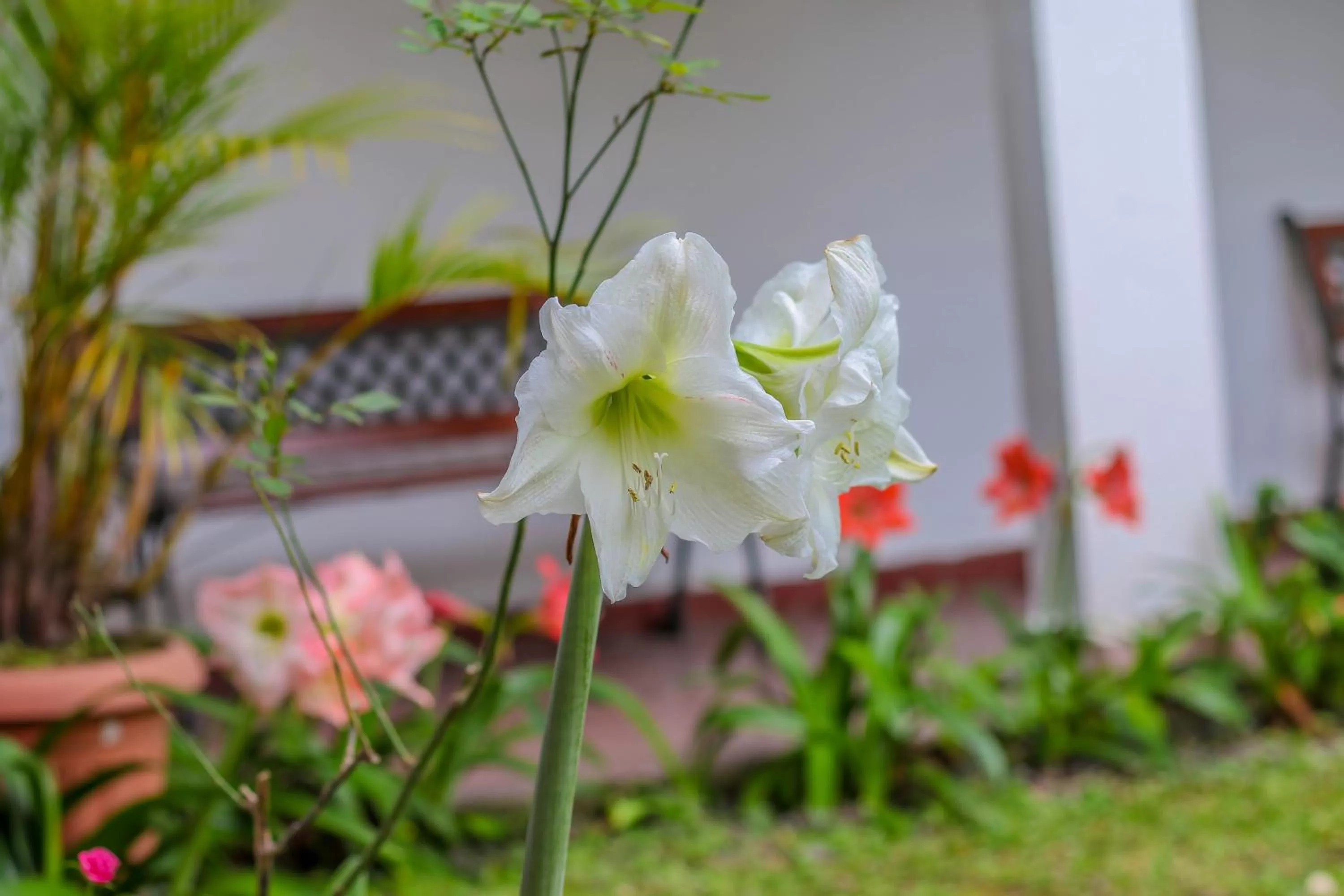 Garden in Hotel Rebequet