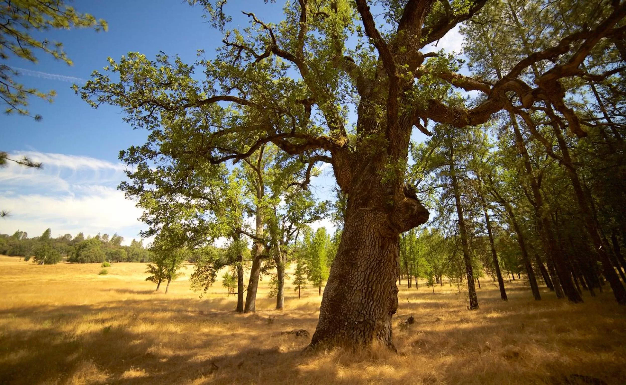 Natural landscape in Red Tail Ranch
