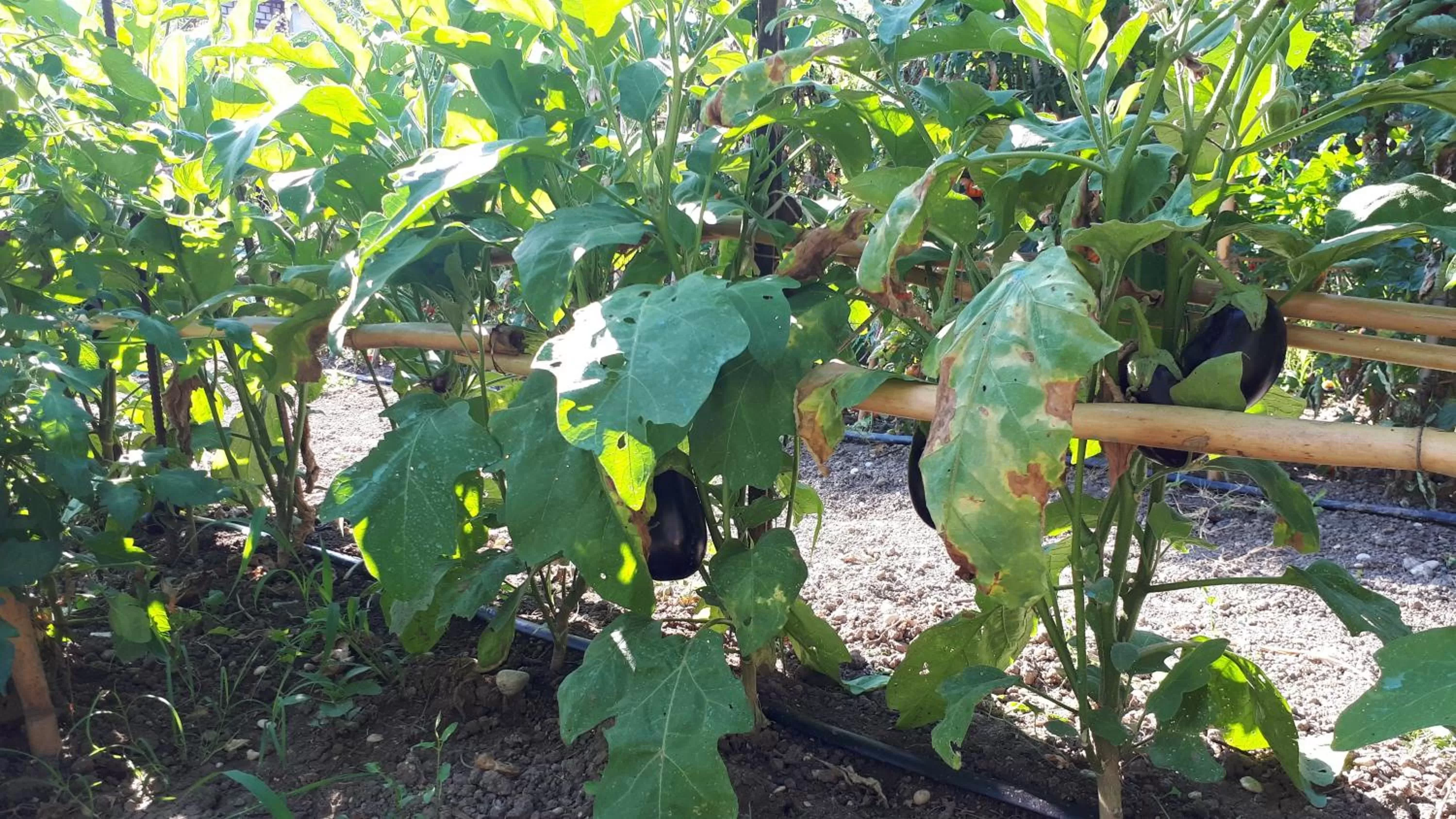 Garden in B&B Il Giardino di Gabri