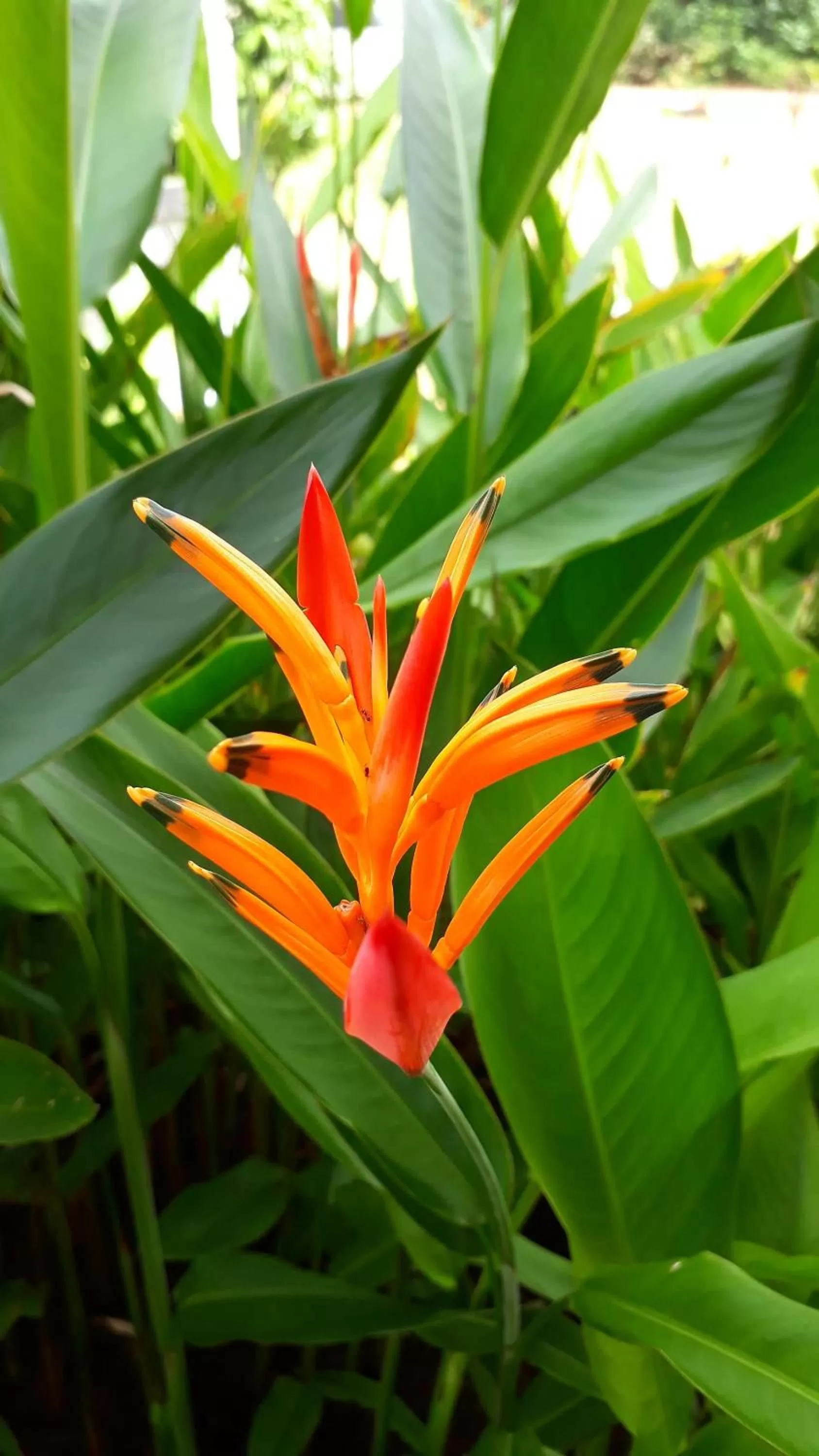 Garden in Houttuyn Wellness River Resort