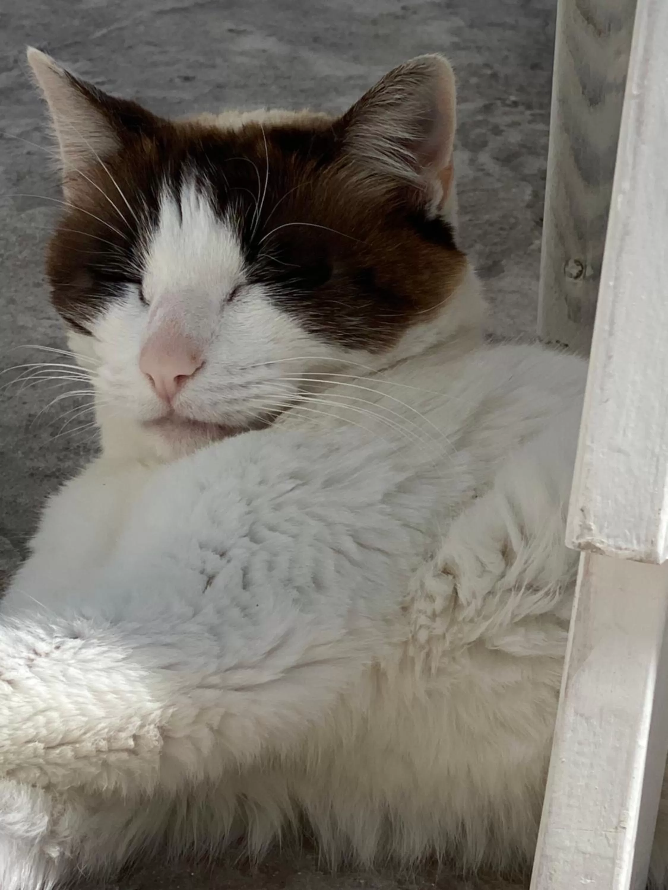 Pets in La casa di Nina