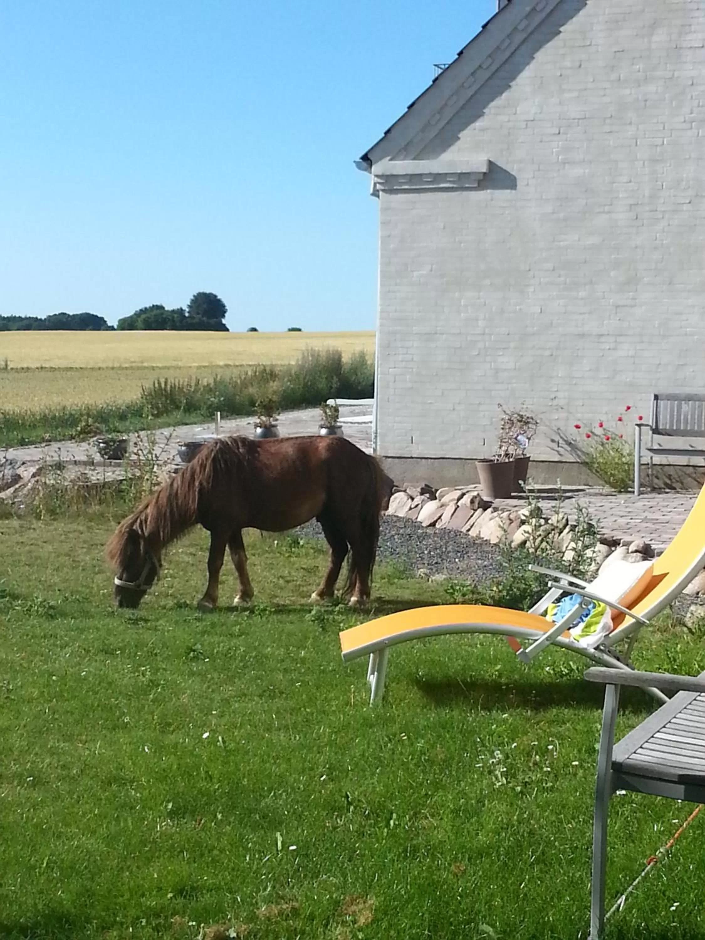 Area and facilities, Other Animals in Roskilde B&B