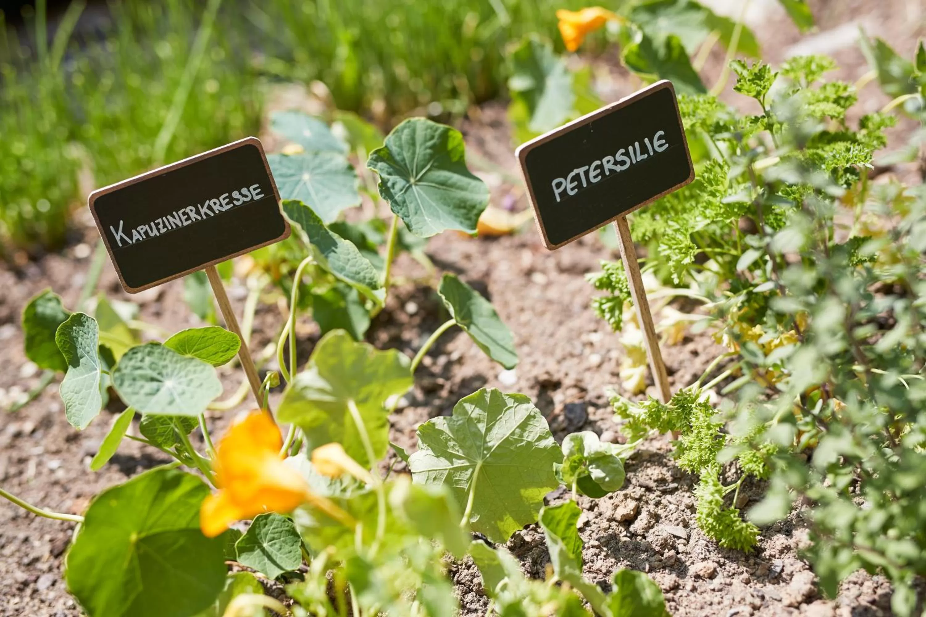 Garden in ERMITAGE Wellness- & Spa-Hotel