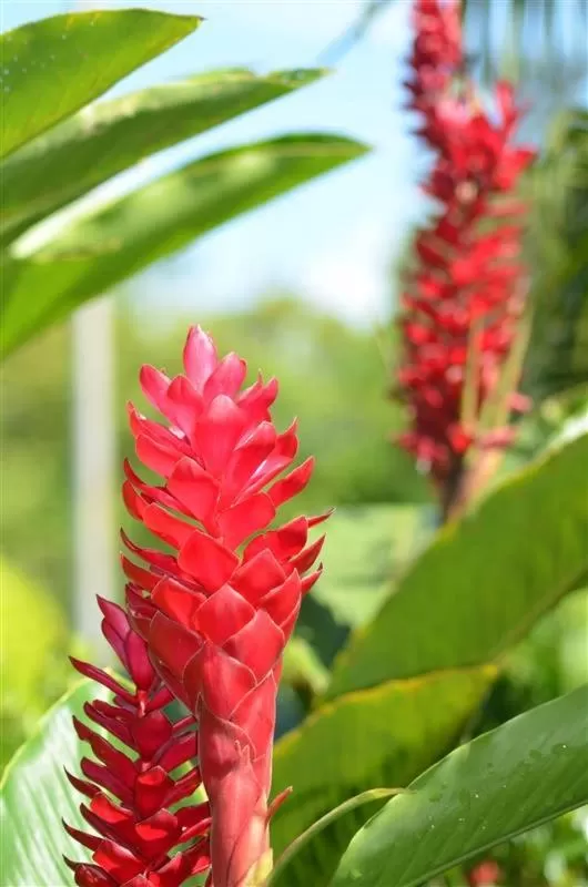 Garden in Casona Rústica & Bungalow