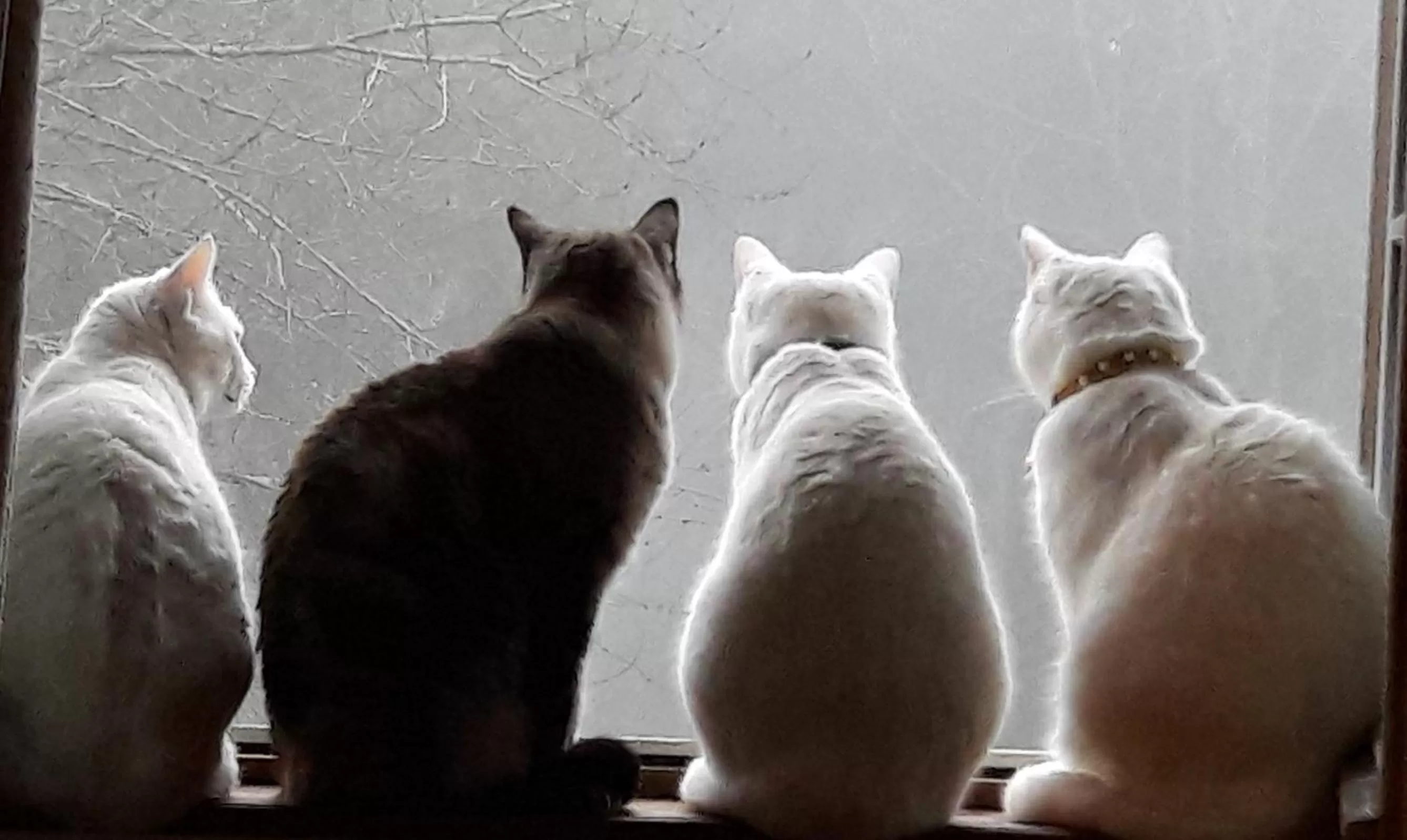 Pets in Manoir de la Peignie