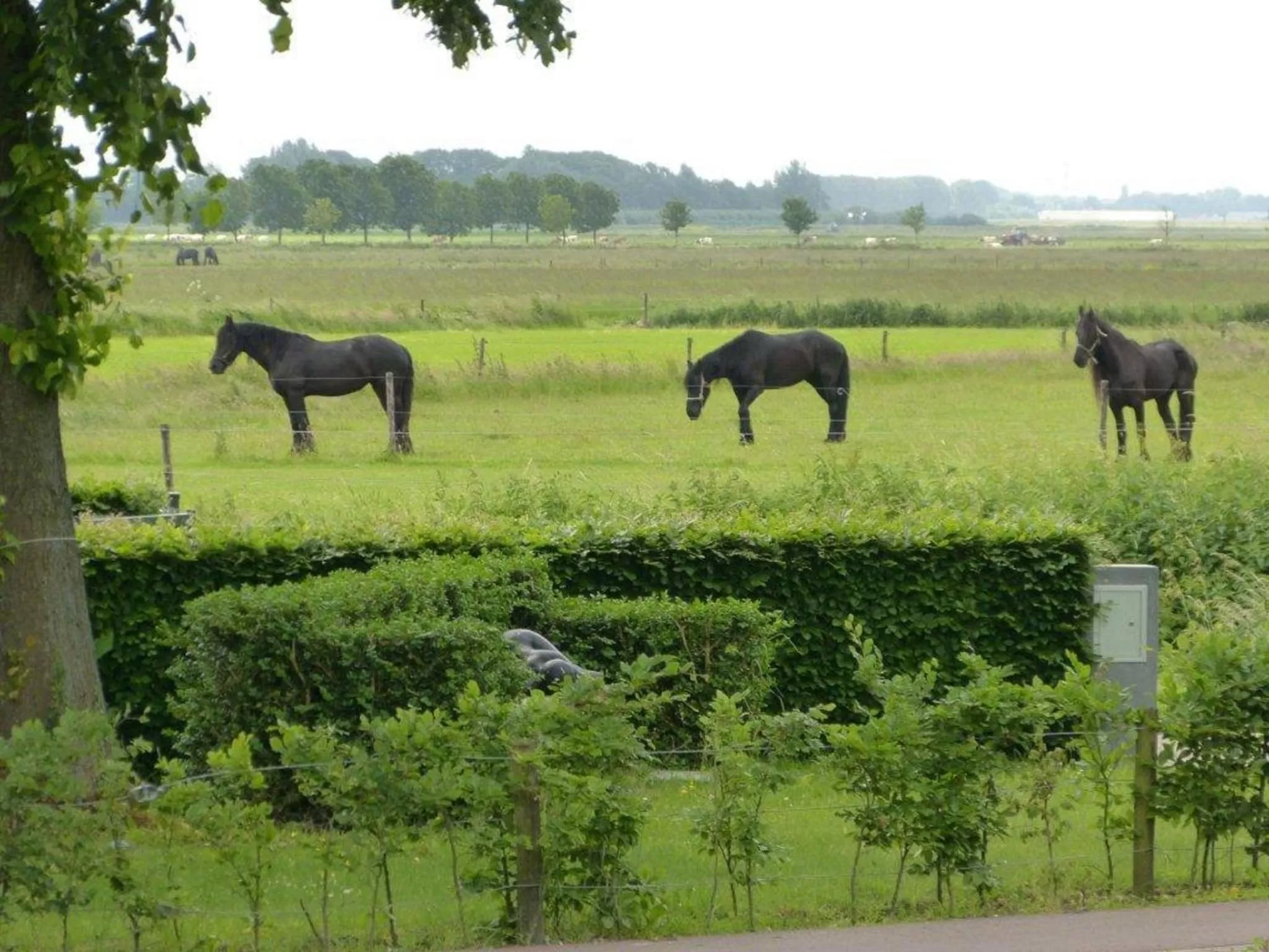 Street view, Other Animals in Hotel Brasserie Oud Maren