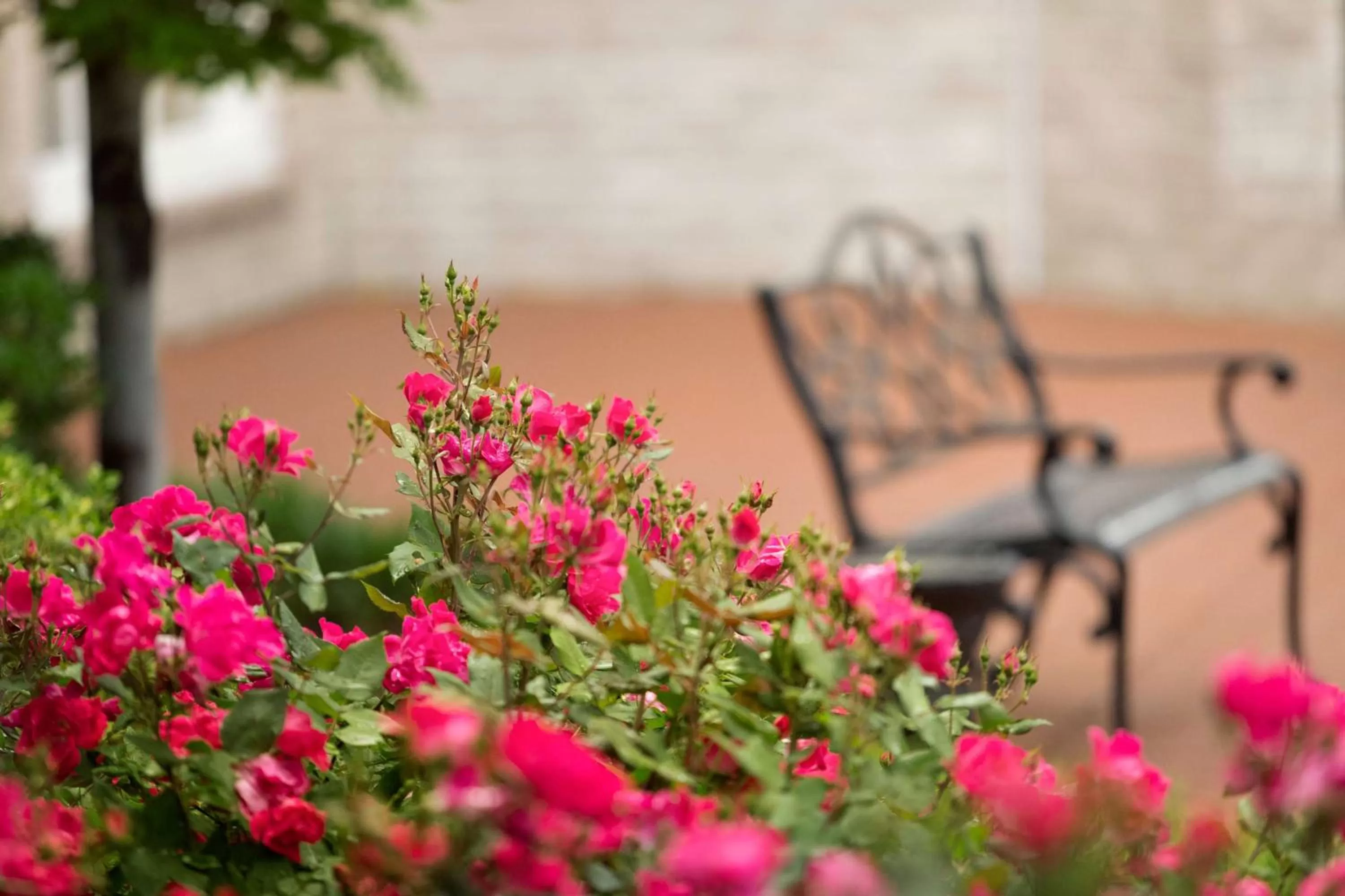 Garden in Hilton St. Louis Frontenac