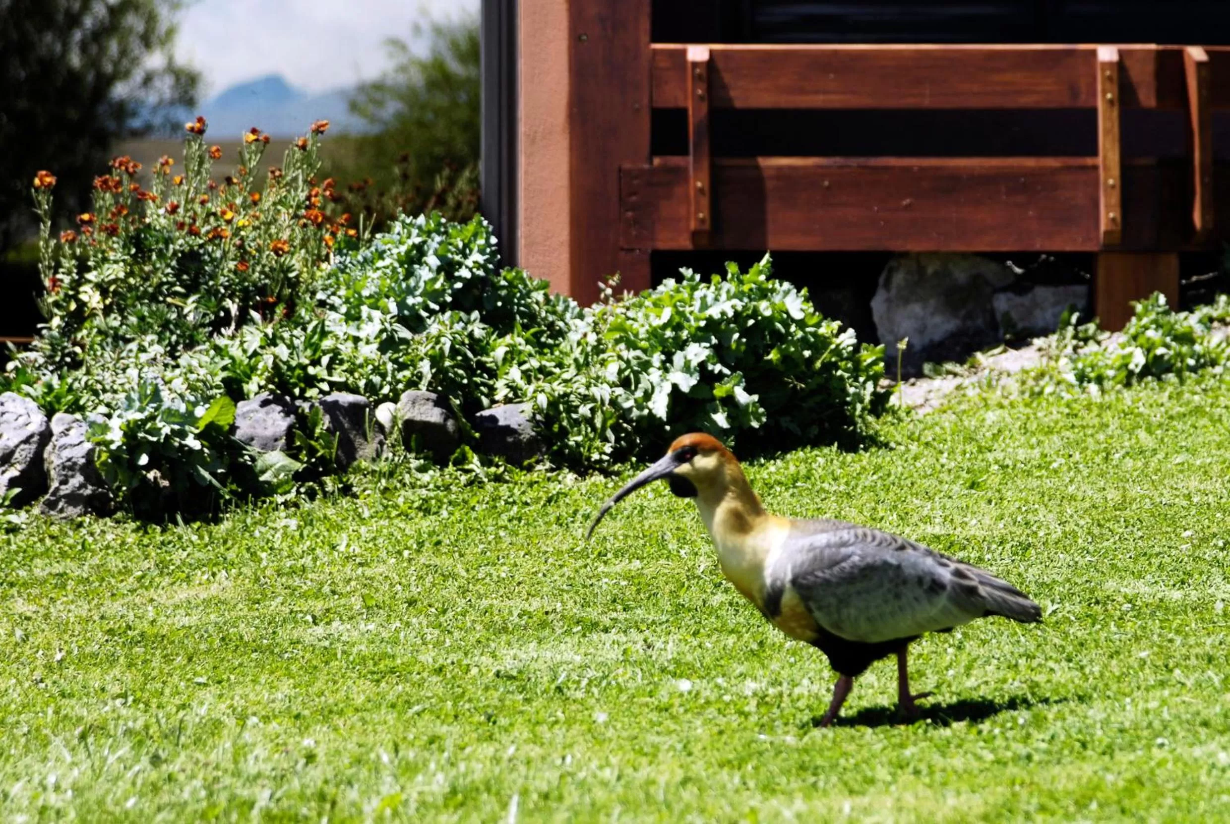 Garden in Hotel Sierra Nevada