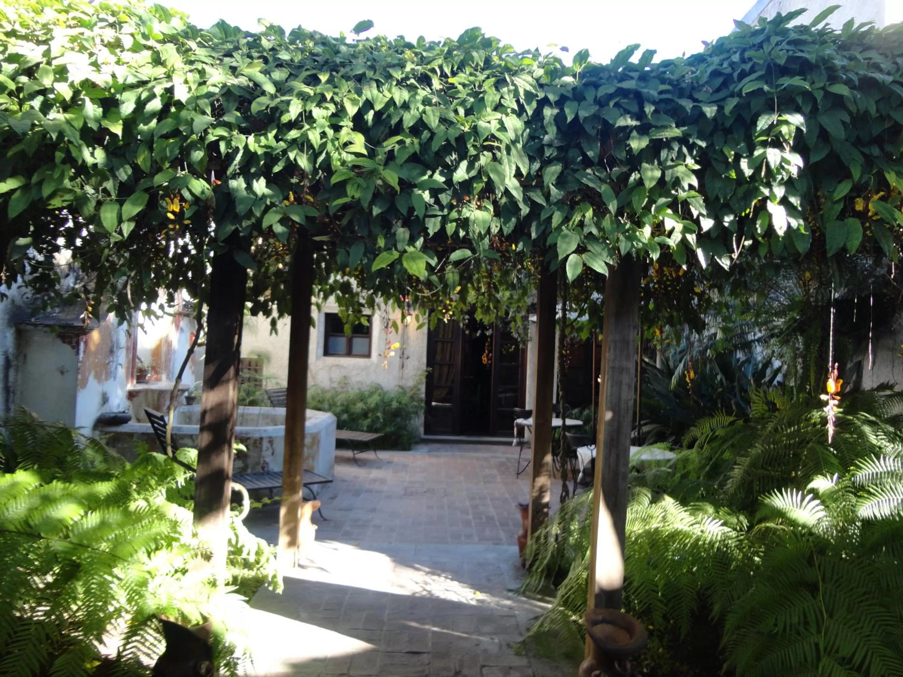 Garden in Cissus Hotel Boutique