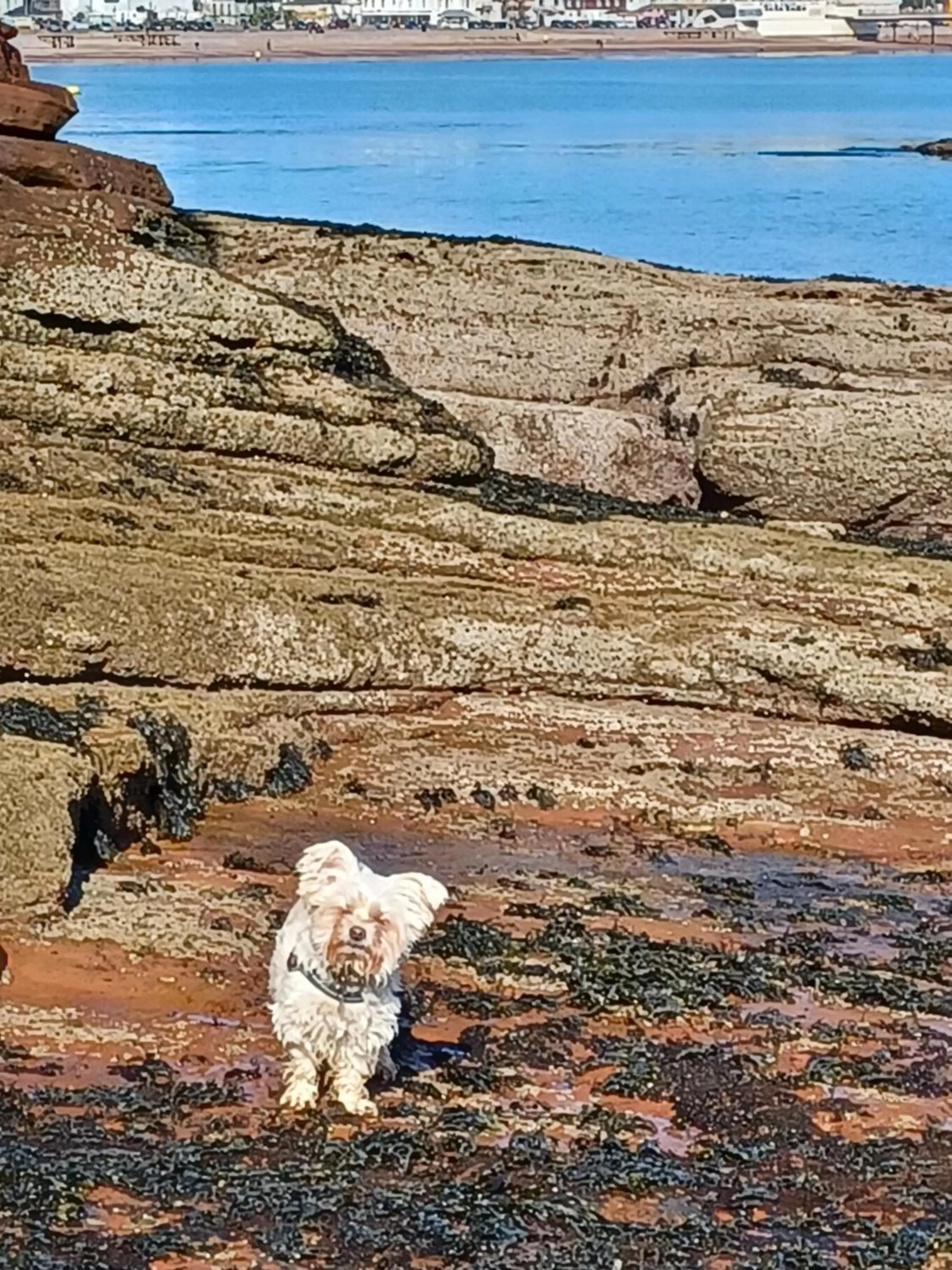 Belle Dene Guest House