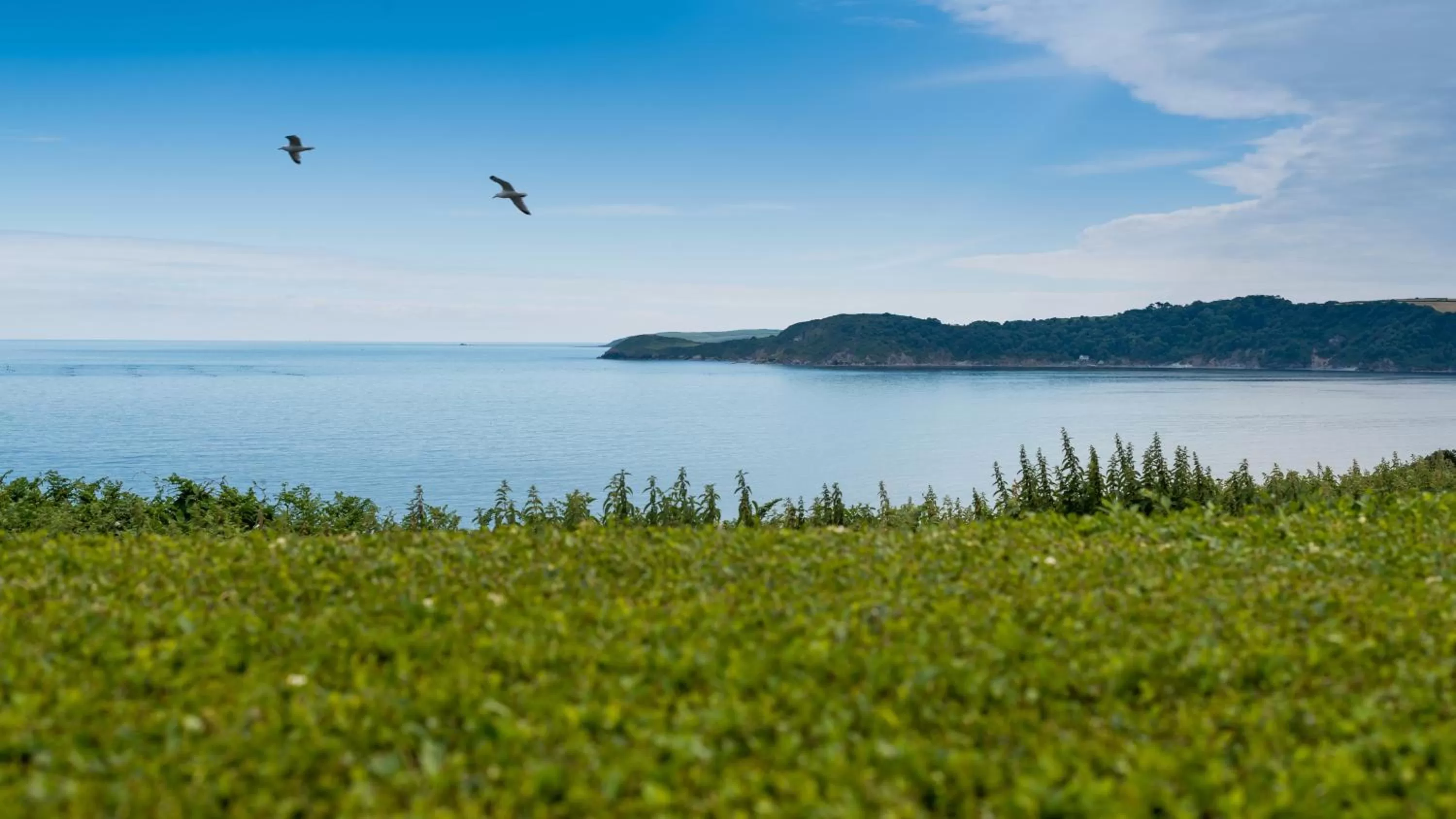 Sea view in The Carlyon Bay Hotel and Spa