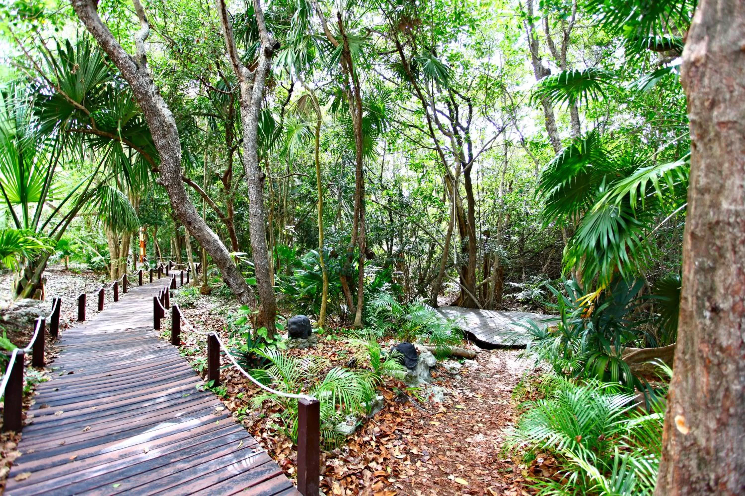 Natural landscape in Select Club at Sandos Caracol All Inclusive - Adults Only Area