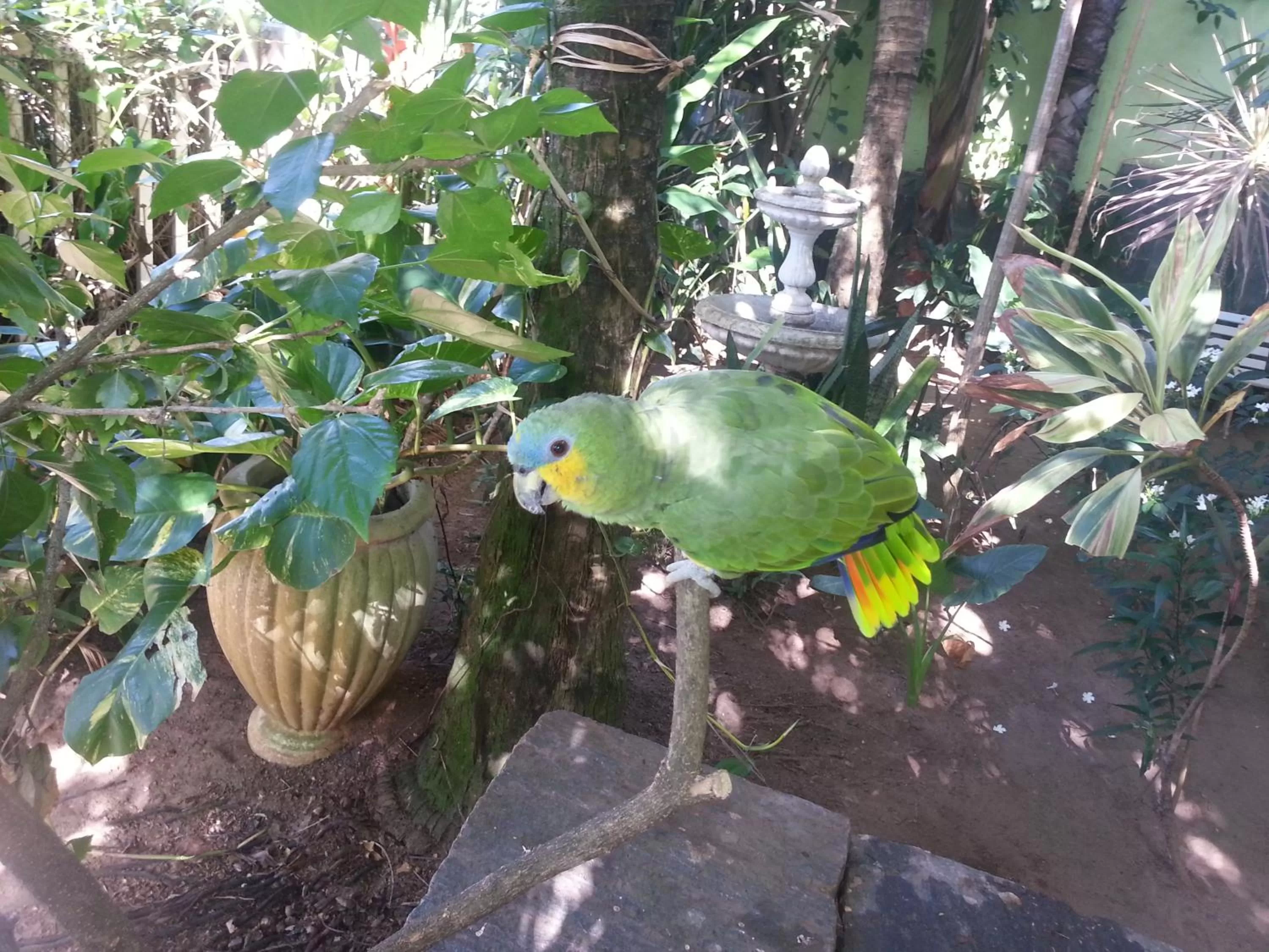 Day, Other Animals in Hotel Pousada Papaya Verde