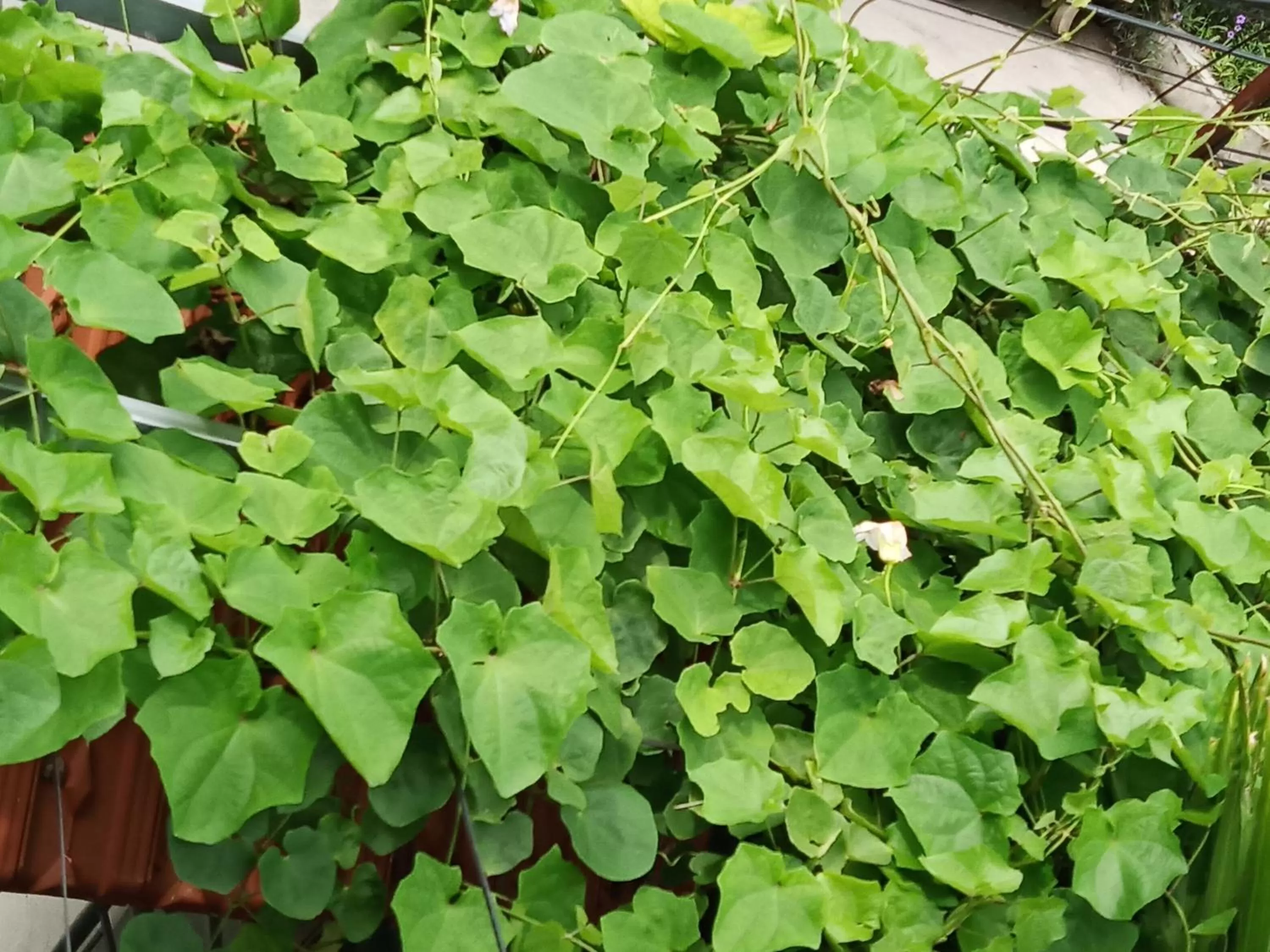 Summer in Green Space Homestay