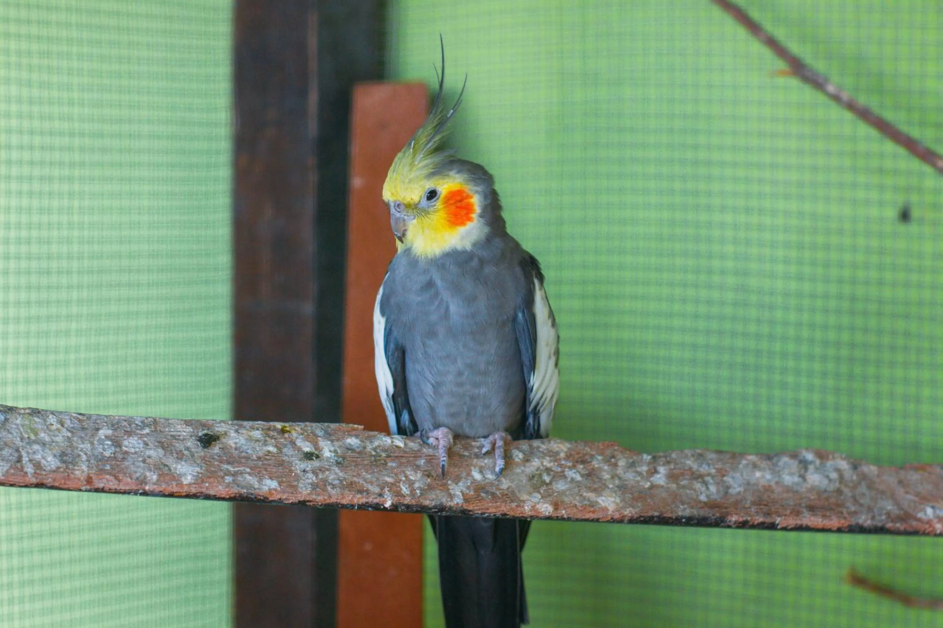 Other Animals in Pousada Campo Alegre